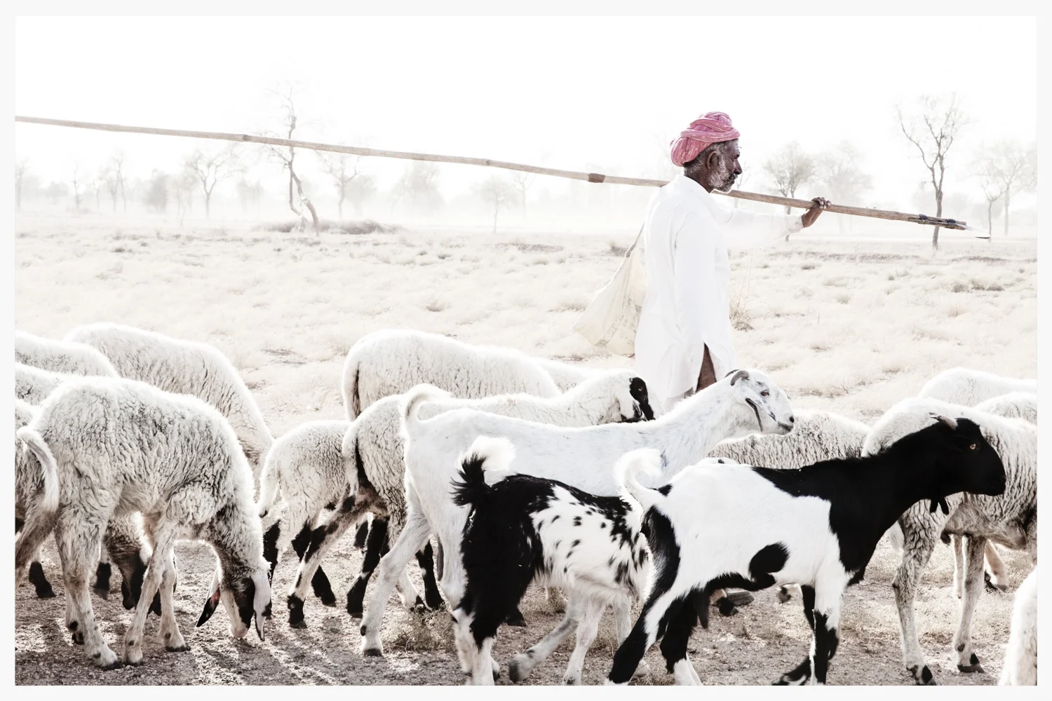 Bishnoi shephard, Rajasthan, India