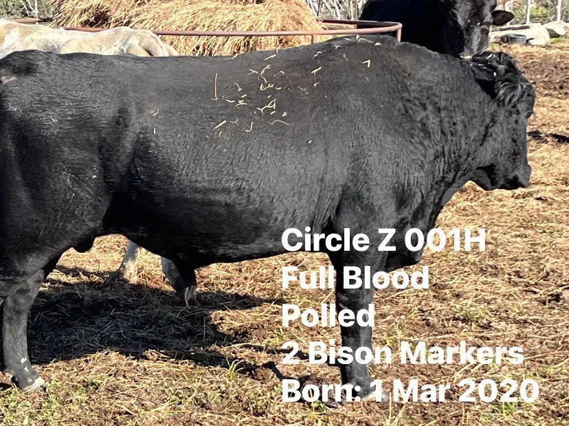 Livestock & Meat For Sale — American Beefalo Association