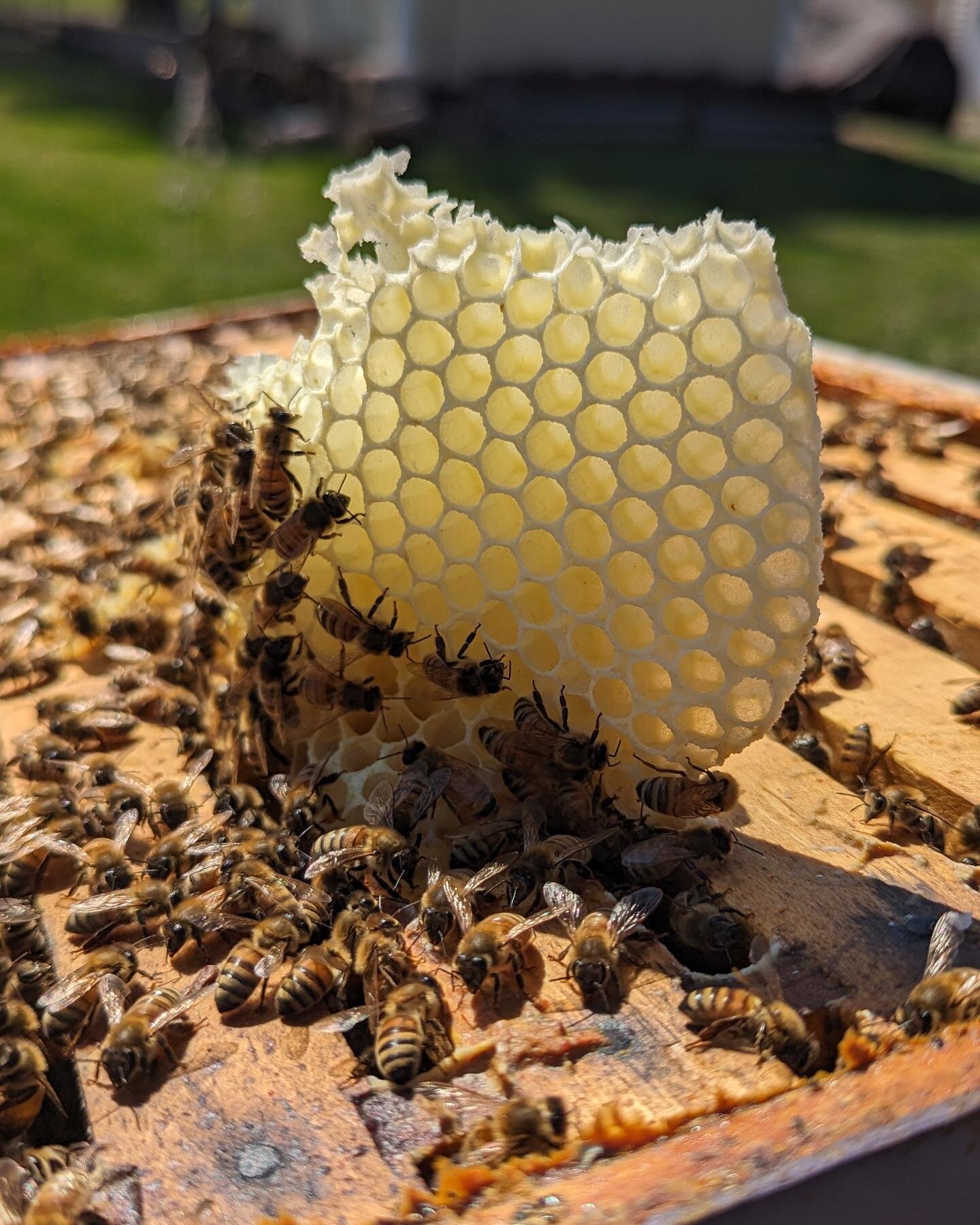 I went to investigate the hive that yesterday had some rogue comb. I didnt have time to look yesterday but usually when they do this they are telling me hey- we are full capacity. 

Houston, we so have a problem. This hive is already a massive stack.