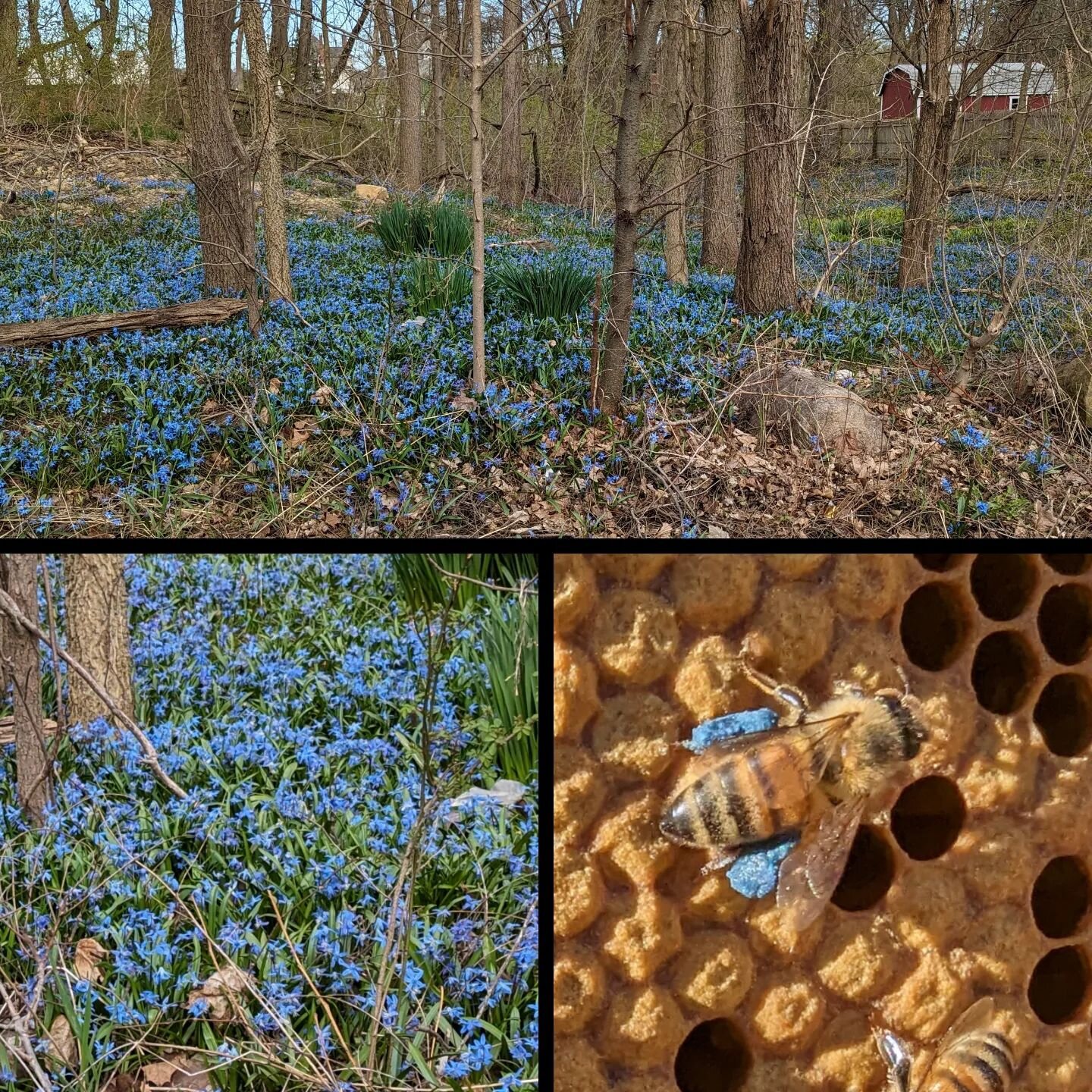 @thistleandtwill the Siberian Squill patch is in town 0.8 miles from the bee hives. Every year they find it and bring the blue pollen back. We drove by this afternoon to see the blooms. It's absolutely beautiful!