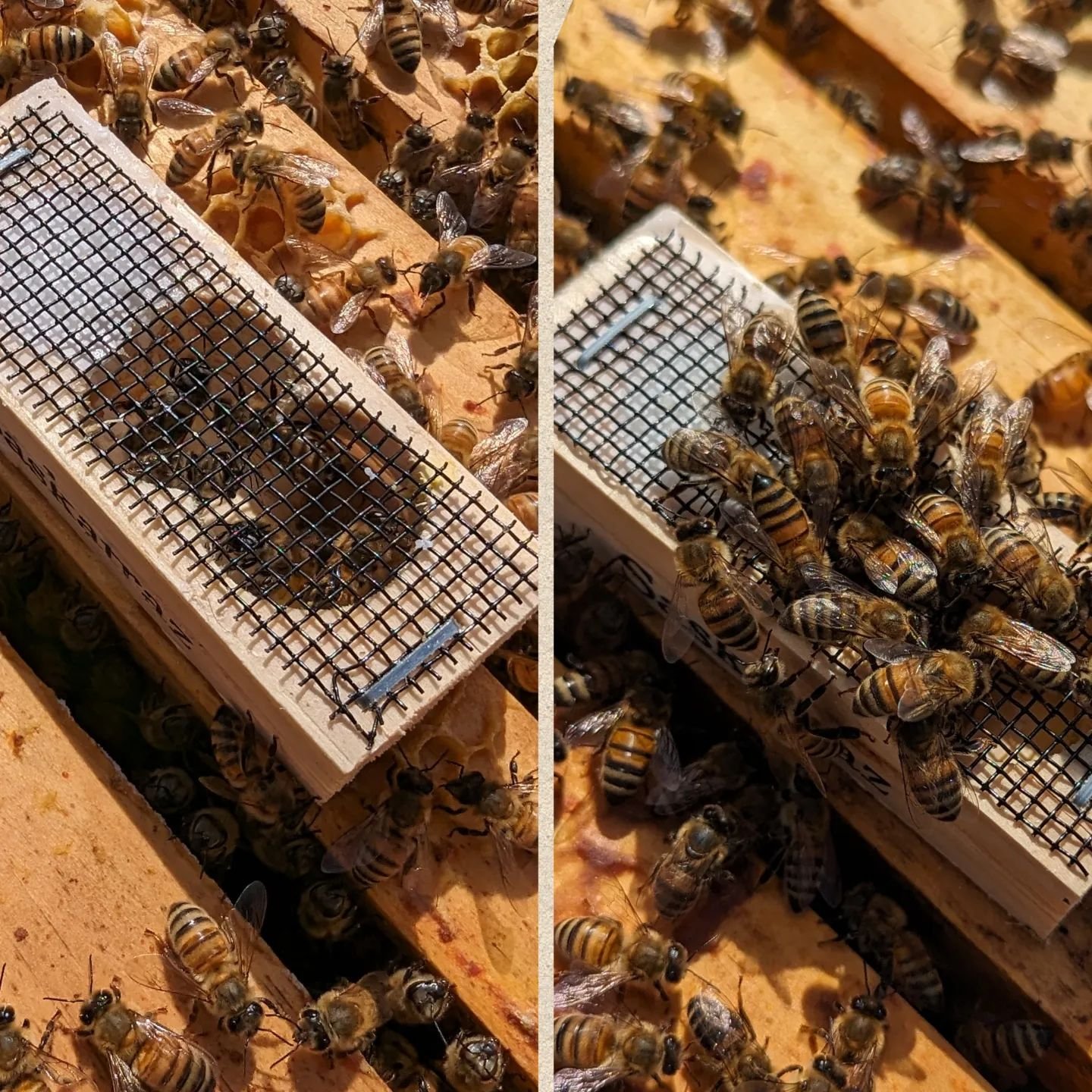 It is going to be interesting! Two different queens. The two different splits reacted very differently. The one split I absolutely know did not have a queen immediately went for the cage and showed interest. The other split that I dont know for sure 