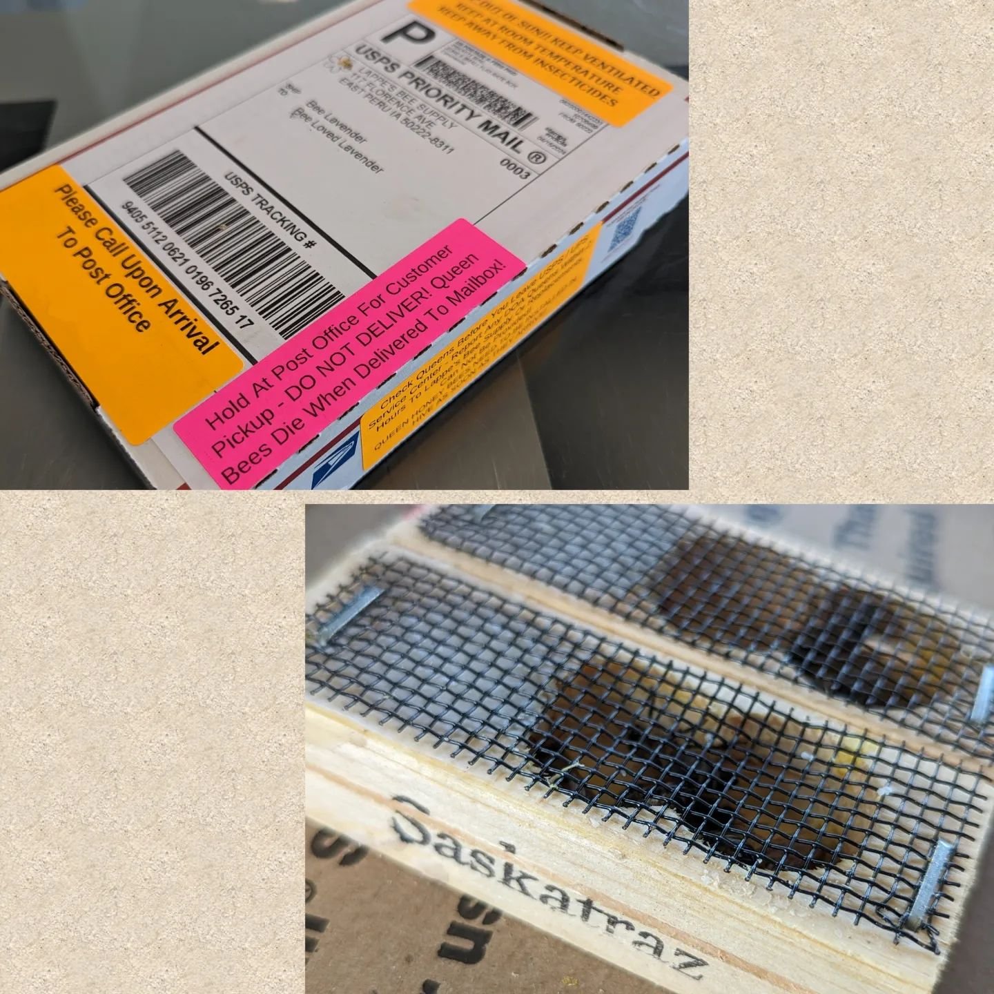 I needed queens ASAP and my local bee dealer didn't have any for awhile. These two ladies shipped from Iowa on Tuesday. USPS called and asked me to pick them up right now. They are super active! 🐝😂🙏🏻 Will be installing this afternoon to my splits