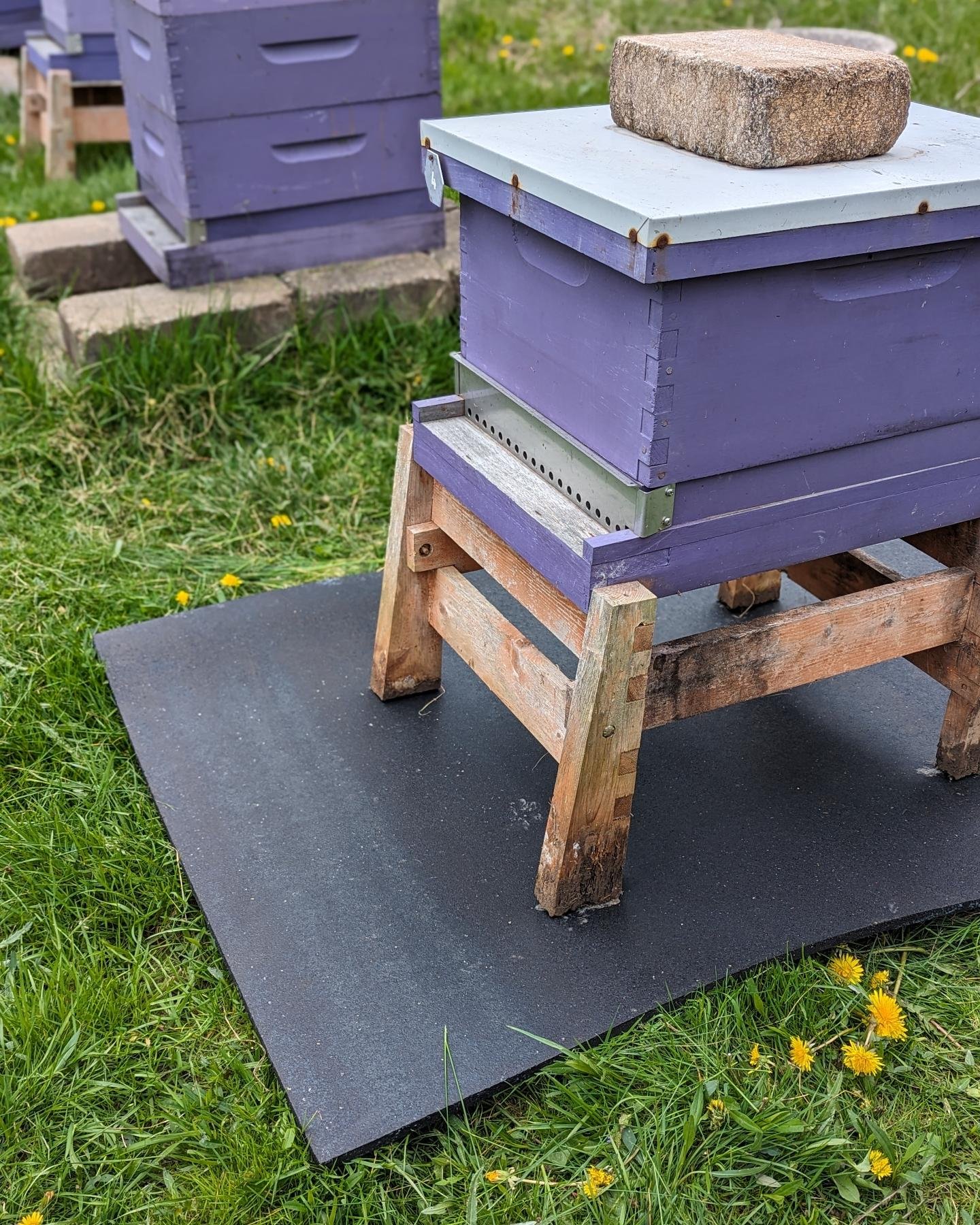 My hives are unfortunately in an extremely soupy area of the yard. In the spring that is. We've tried gravel before and everything gets consumed by the weeds and muck. Another beekeeper told me the only thing that worked for them was barn stall mats.