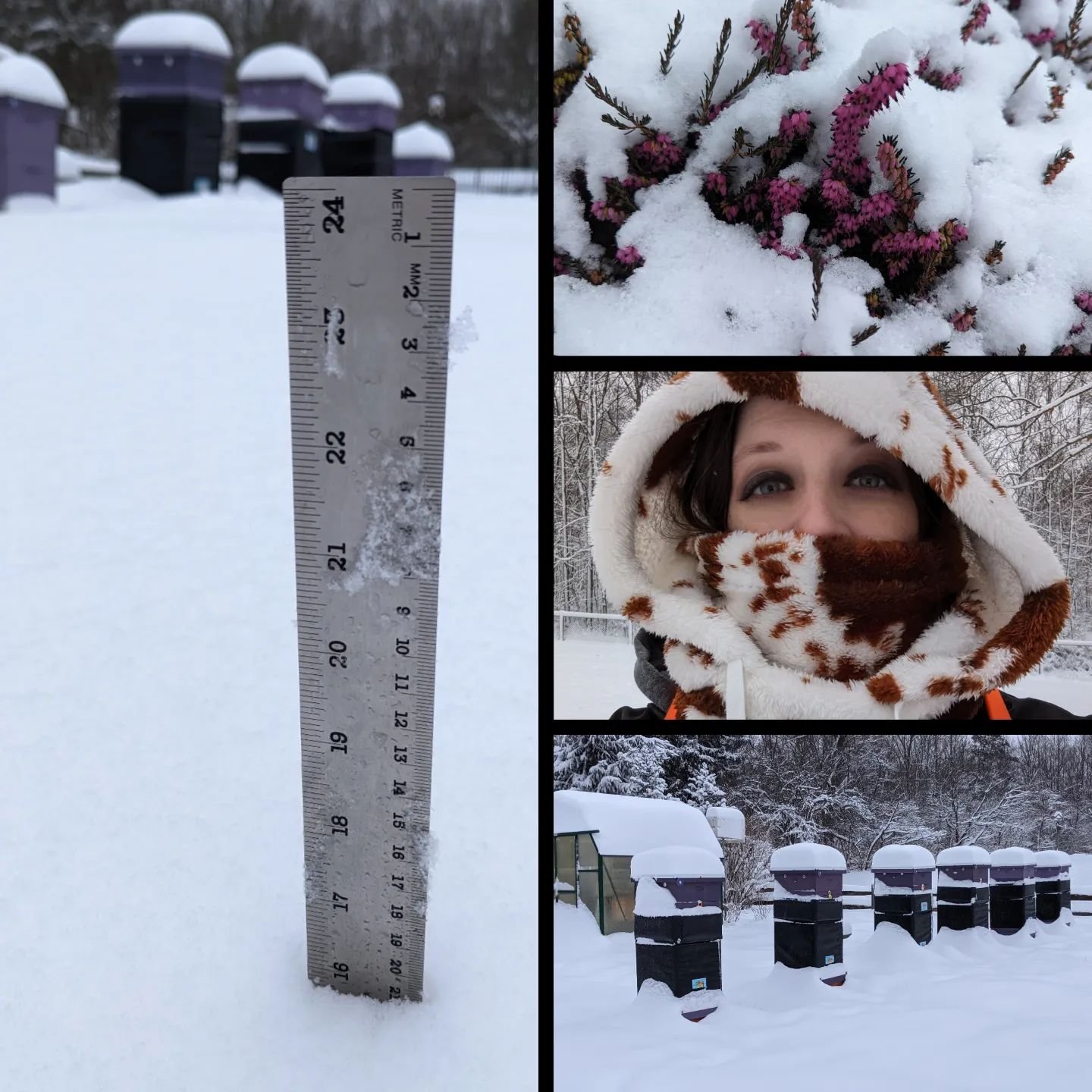 Day 29: #31DOB My region in winter is...

Unpredictable! Northeast, Ohio can be 70 degrees one day and snowing the next. It is very hard on the bees. Some winters we get consistent 16+ inch snow dumps from Lake Erie. Other winters we get two quick st
