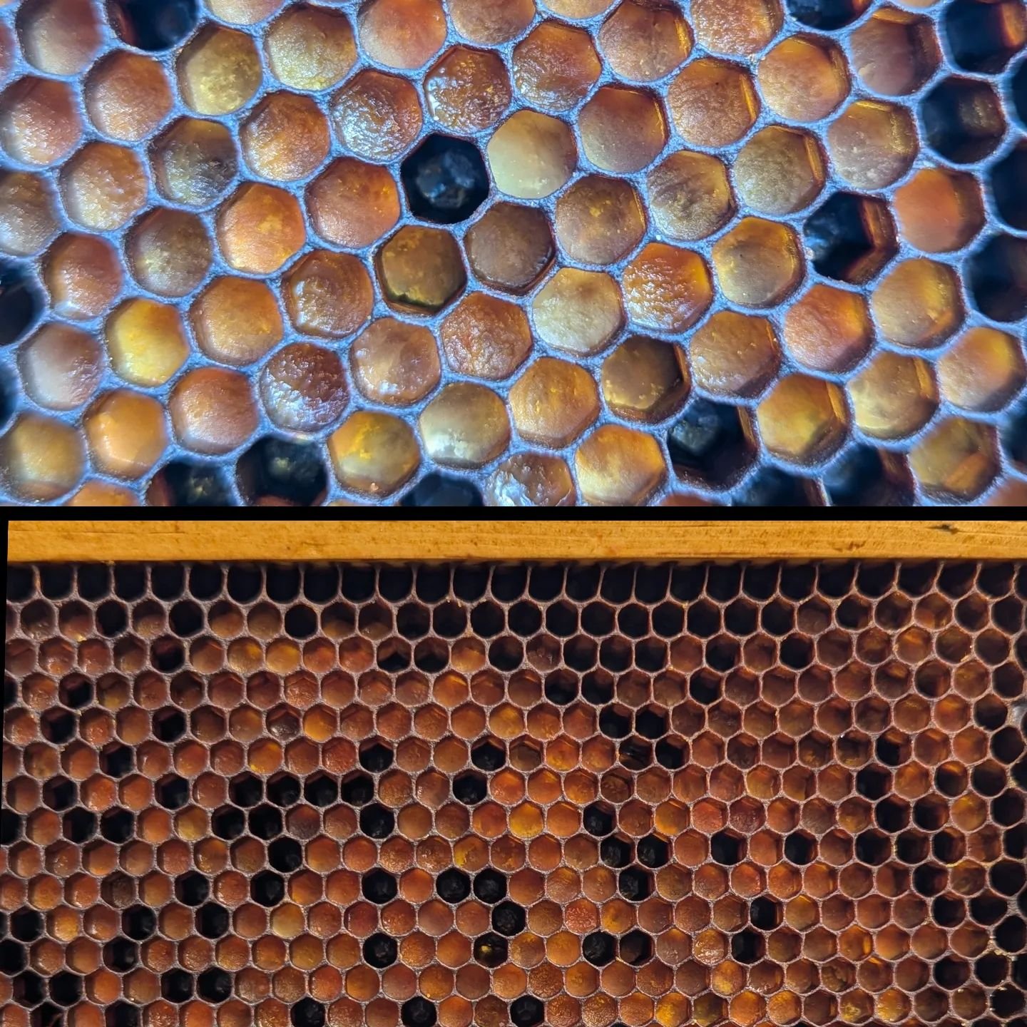 Culling a lot of really old comb. Found a frame with beautiful pollen. Hate to destroy all that hard work. Over the summer we had a colony storing pollen in very old comb we hadn't rotated out yet. The larva got very sick and we ended up with EFB. I'