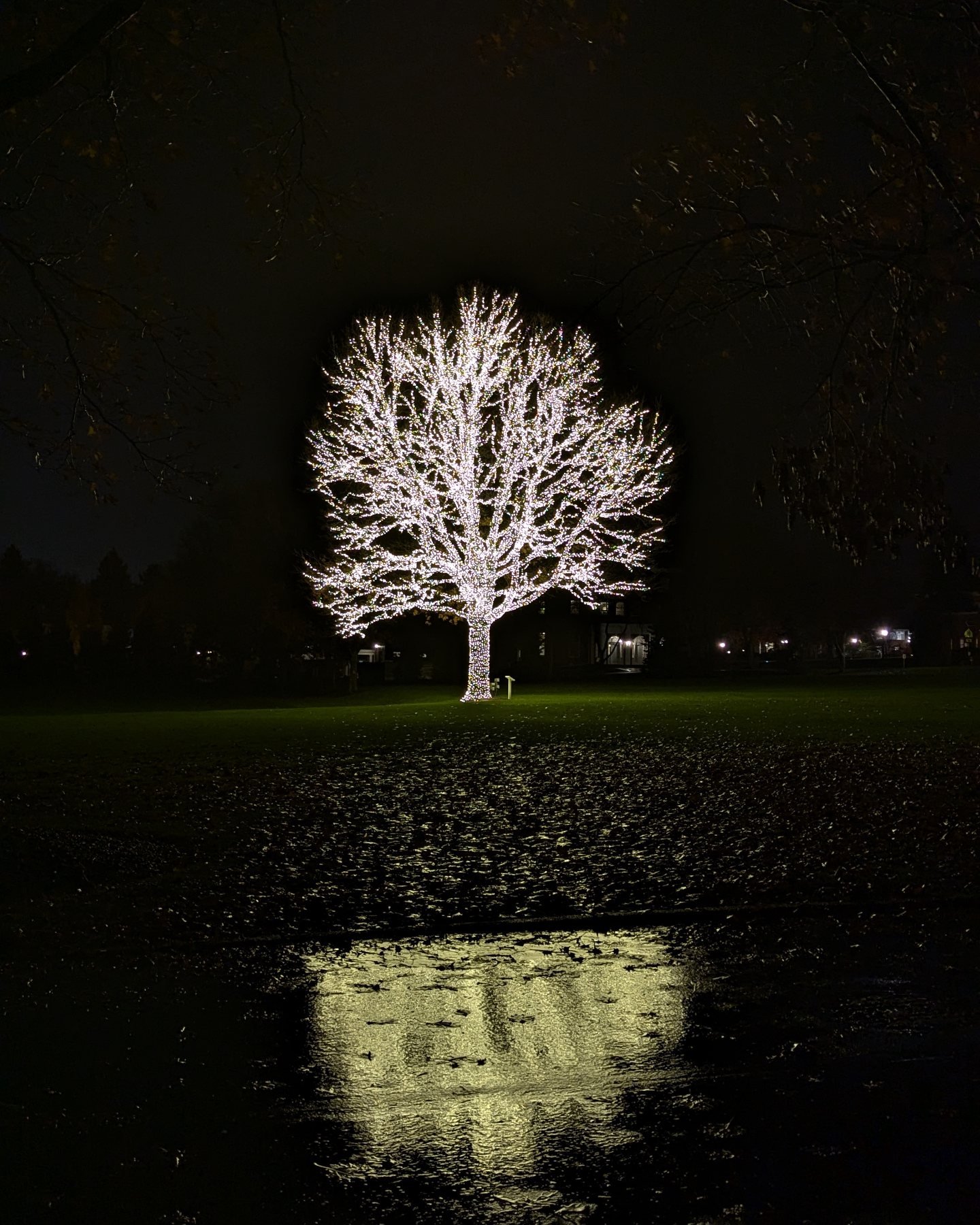 Driving tonight in Hudson we saw the most glorious tree! I've never seen a tree lit like this before! This tree must be very special. It was pouring and very windy but we saw a plaque near the tree. I wonder what this is all about! Will have to check