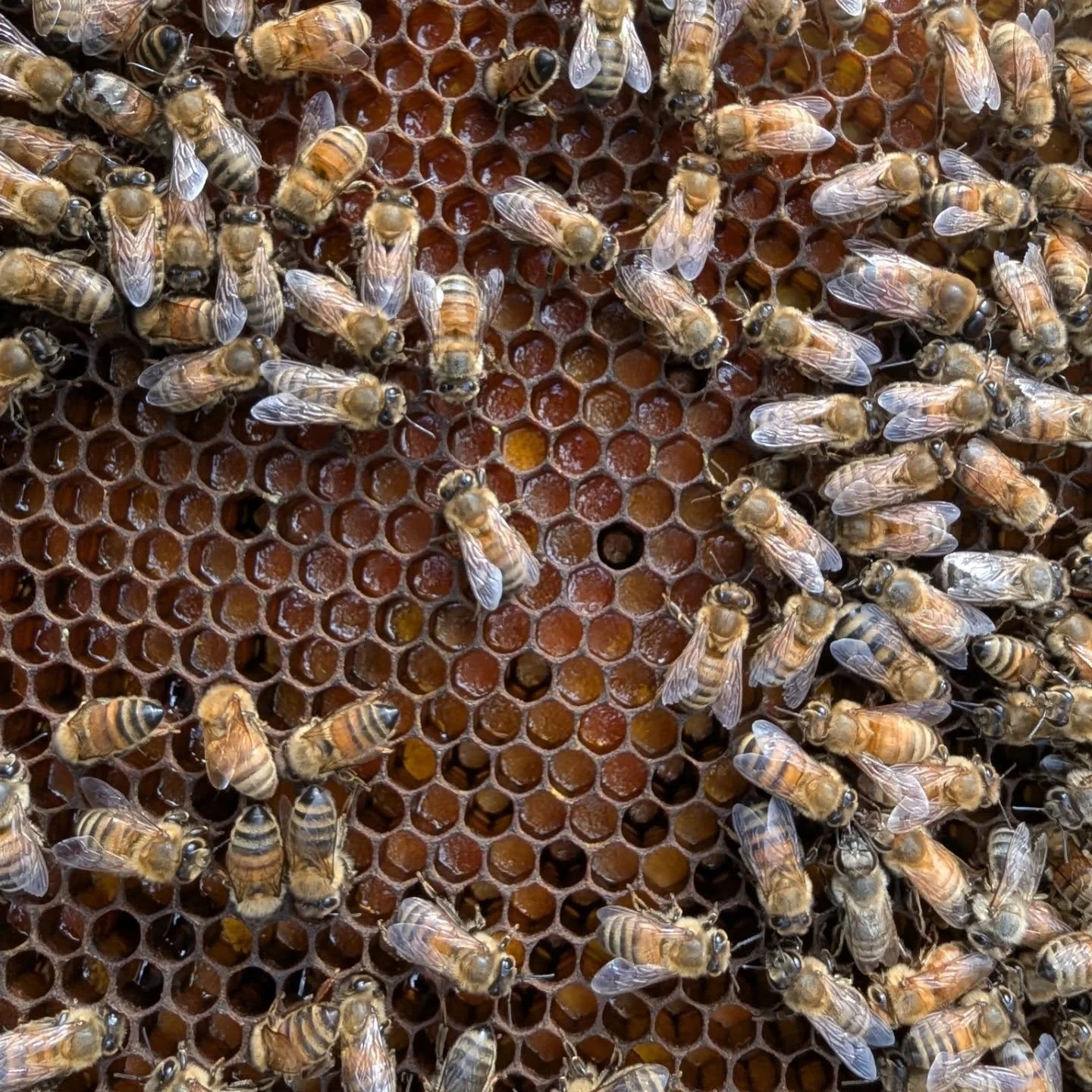 Bees makin that bee bread. Gonna rotate this comb out in the Spring. This hive is unfortunately queenless this late in the season and a pretty small colony. Will be getting combined this week with a super strong one. Starting to gather my equipment f