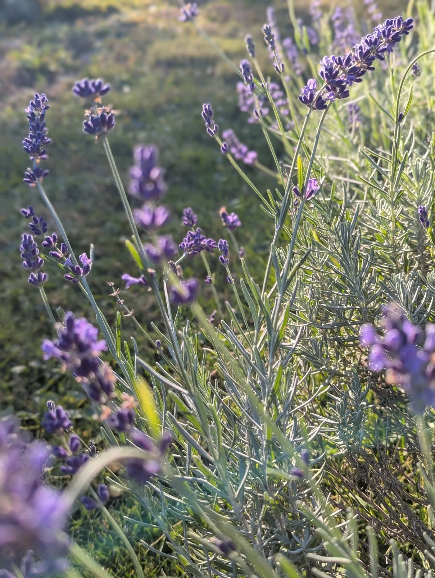 Every October we get a second mini bloom of lavender. The spiders absolutely love it. I've lost count how many I have seen in the plants. Spooky season is upon us. 🕸️🕷️💜