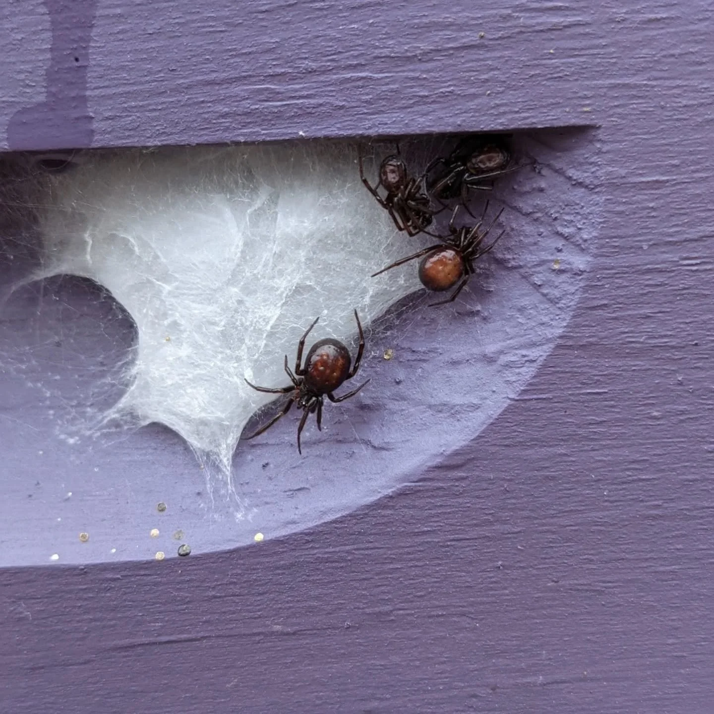 🐝 Day 16: how do you manage hive pests #31daysofbees 

Blergh. We usually have problems with yellow jackets, European hornets, bald face hornets, and sometimes small hive beetles. But this time of year right before I wrap the hives we are inundated 