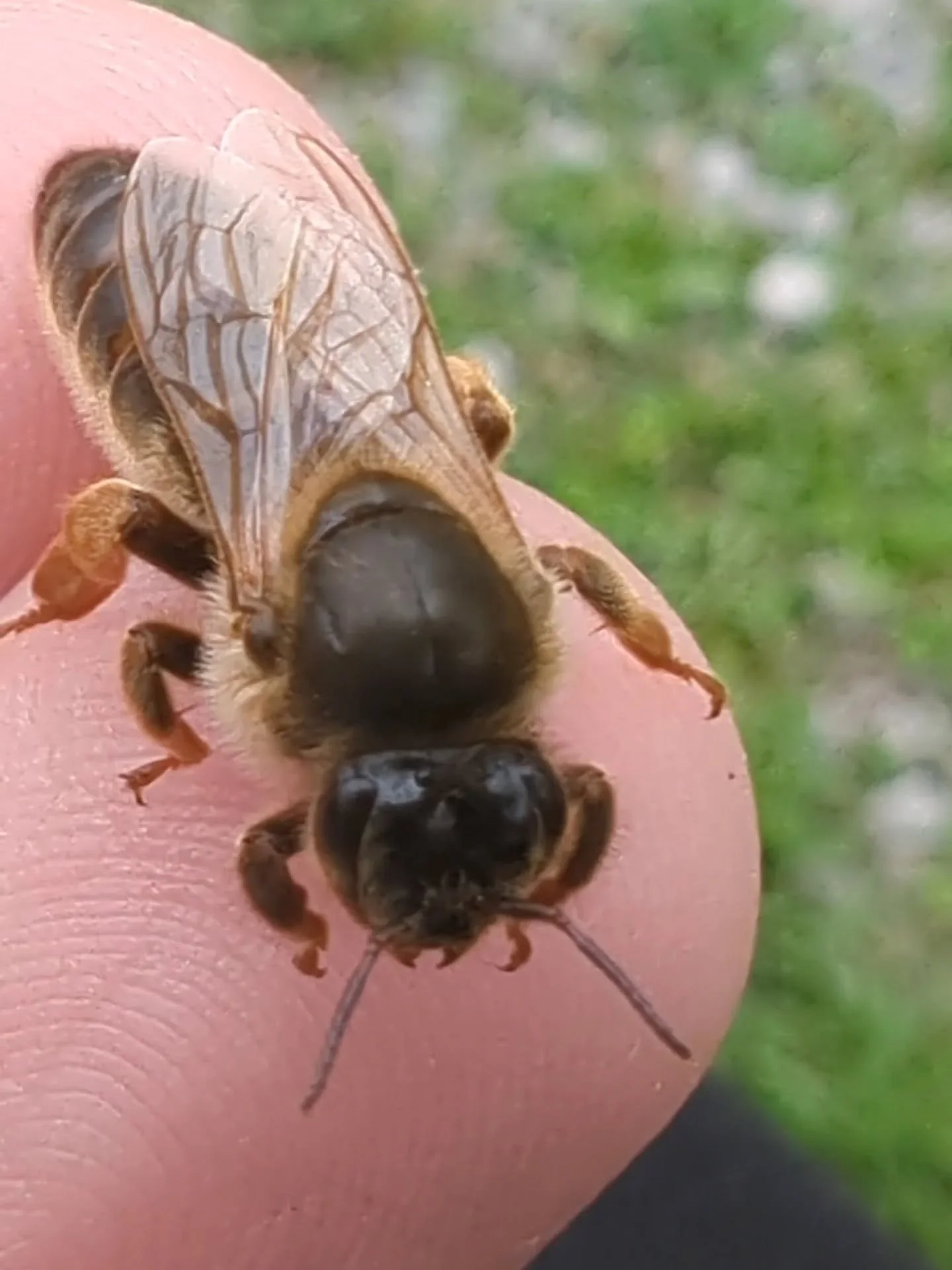 🐝 Day 30: Skeletons in your closet. Something hard to admit.  #31daysofbees 

I can't do it. I can't kill a queen bee. No matter what I will take her out of a hive if she is a dud of not producing or needs replaced. But I can't kill or pinch her. I'