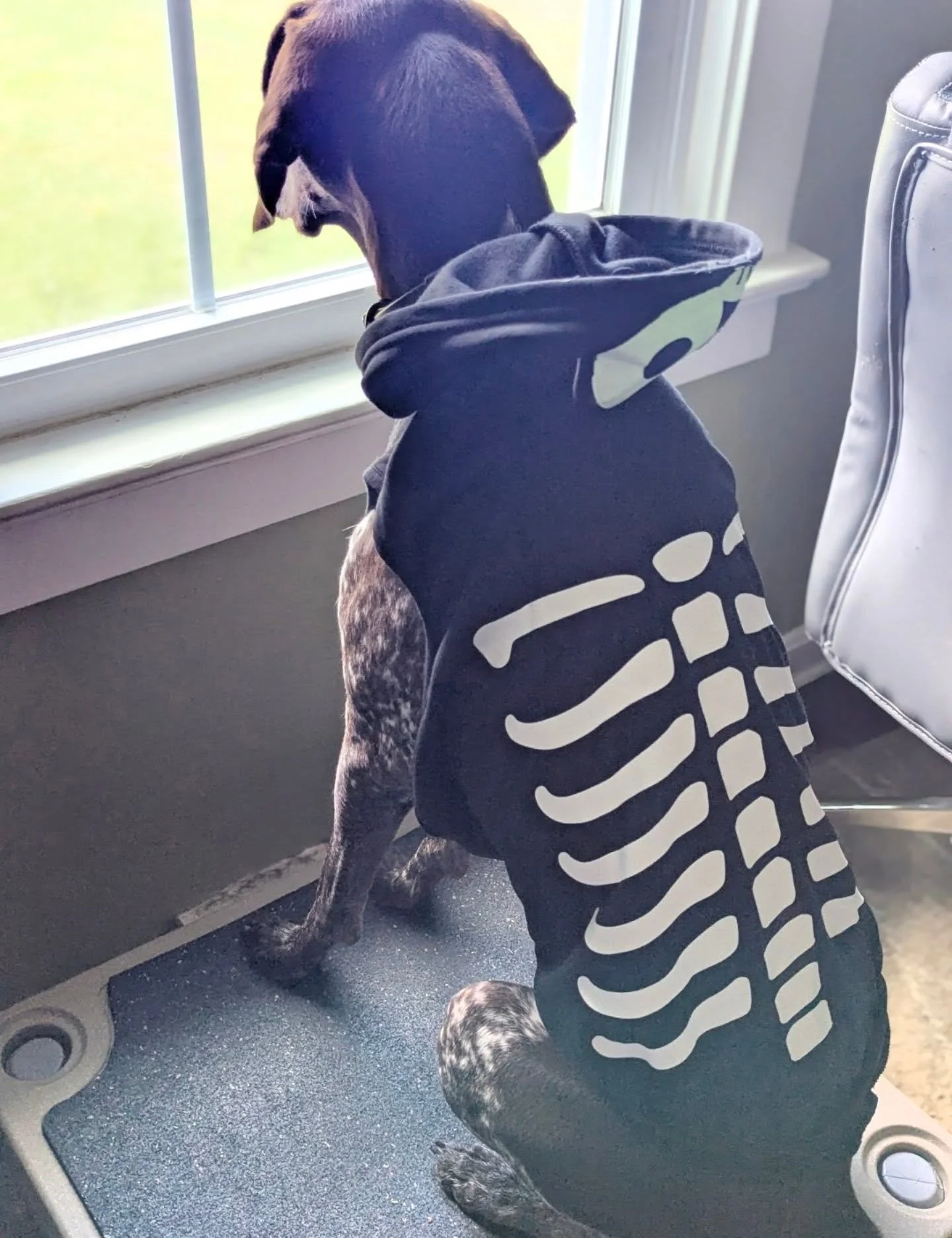 My pets have had some fun costumes over the years. This year, Wren decided to be a skeleton 💀🐾🎃❤️

Happy Halloween!