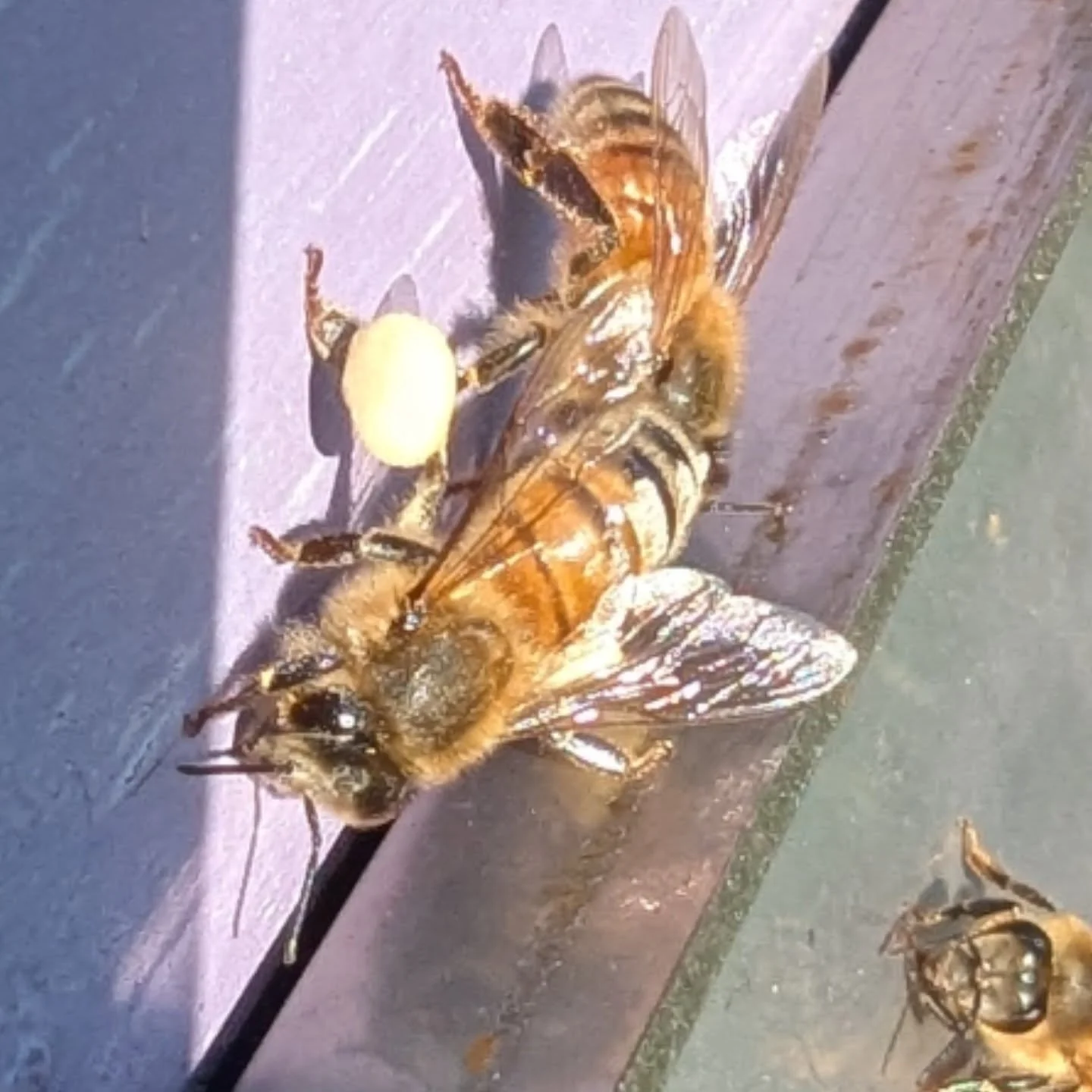 I have no idea what the bees were getting into but as the sun was going down the ladies were flying back in a hurry from somewhere. The pollen was so bright you could see it from 10 feet away. My neighbor has anemones in bloom right now but the polle