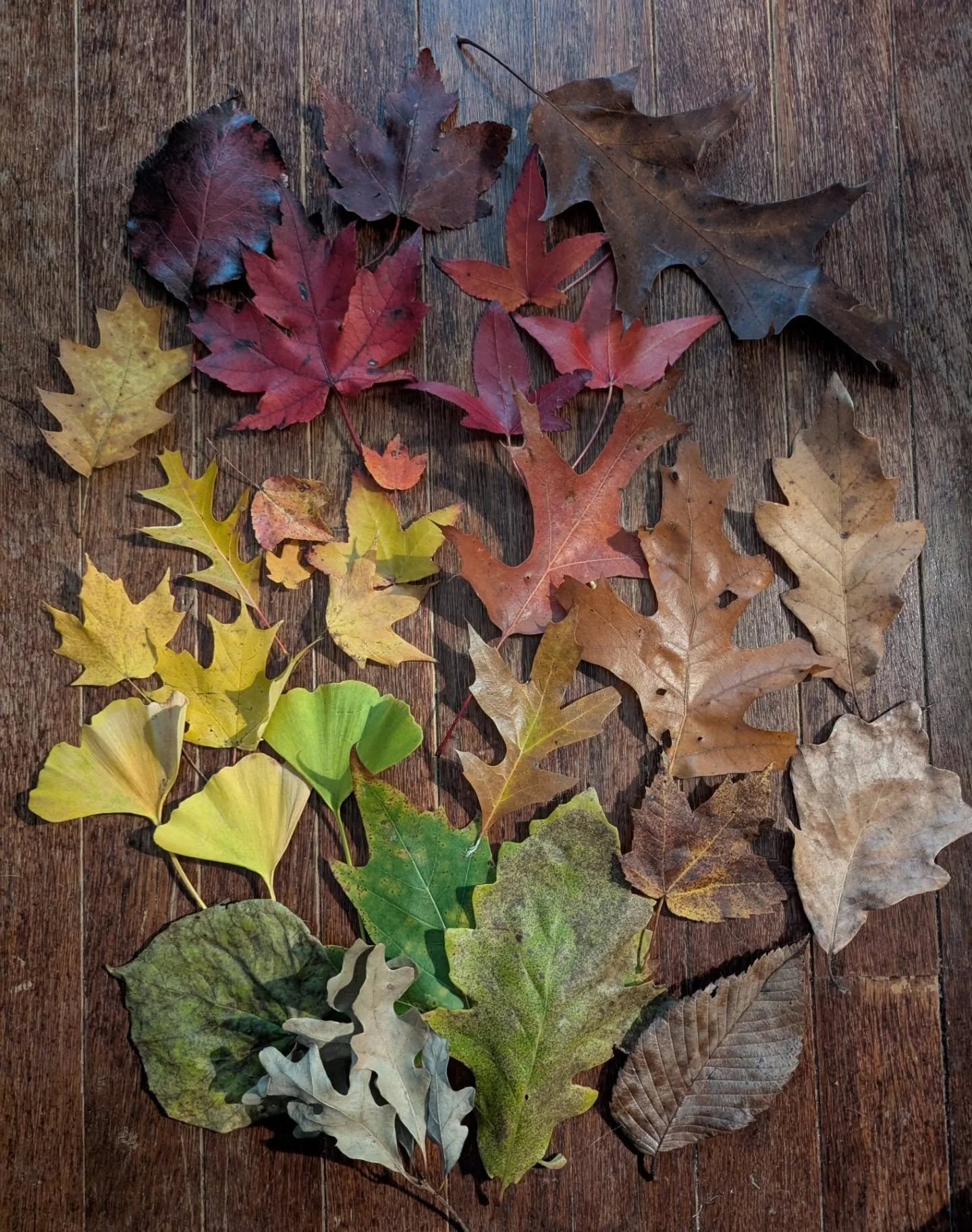 Things feel so chaotic lately. Wren and I decided to spend one of our last 50 degree sunny days for awhile outside foraging for @thistleandtwill. She needs the tiniest leaves possible for her work and we hit the jackpot at Sunny Lake. We also couldn'