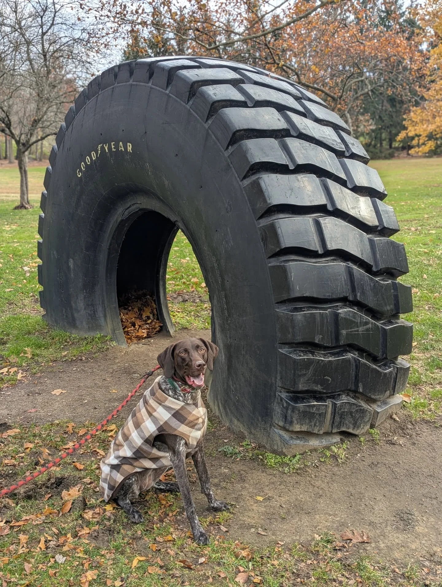 Found the biggest chew toy ever on our walk 🐾