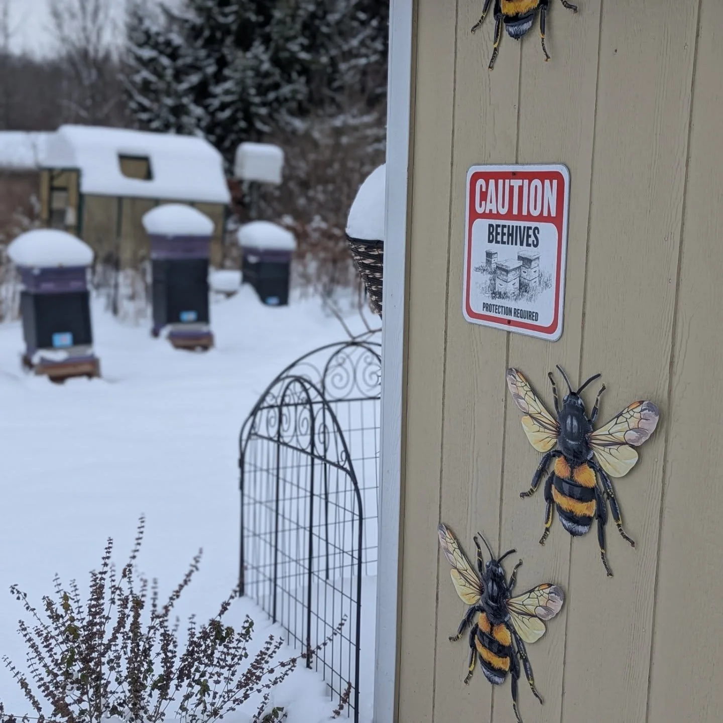 Came back home to a winter wonderland 😭🥹 stay warm bees.