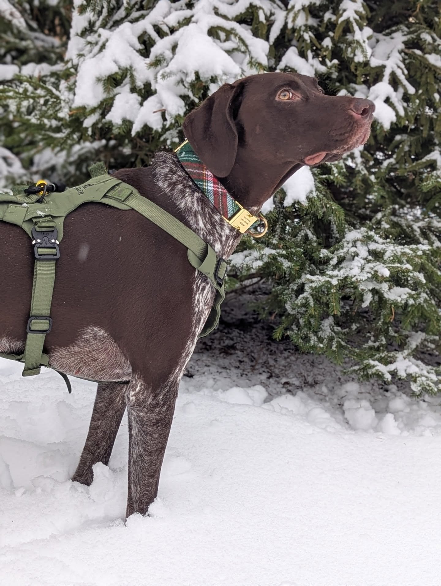 Wren stand still! I wanna get a dreamy snowy picture of you by the pines! Keep scrolling 😅🤣