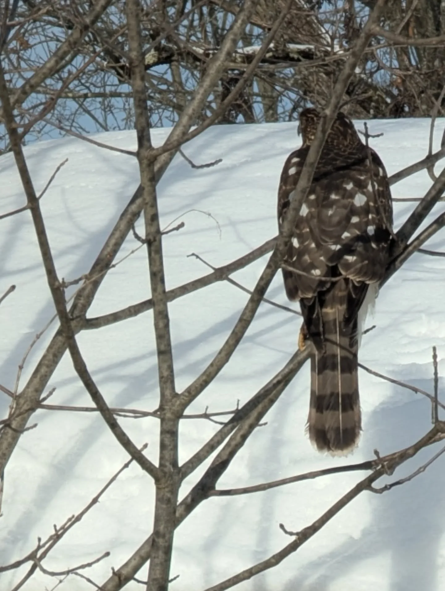 Cooper doesn't want to leave my birds alone! Between this hawk and a fox the other day, we've attracted some interesting wildlife the past several days.