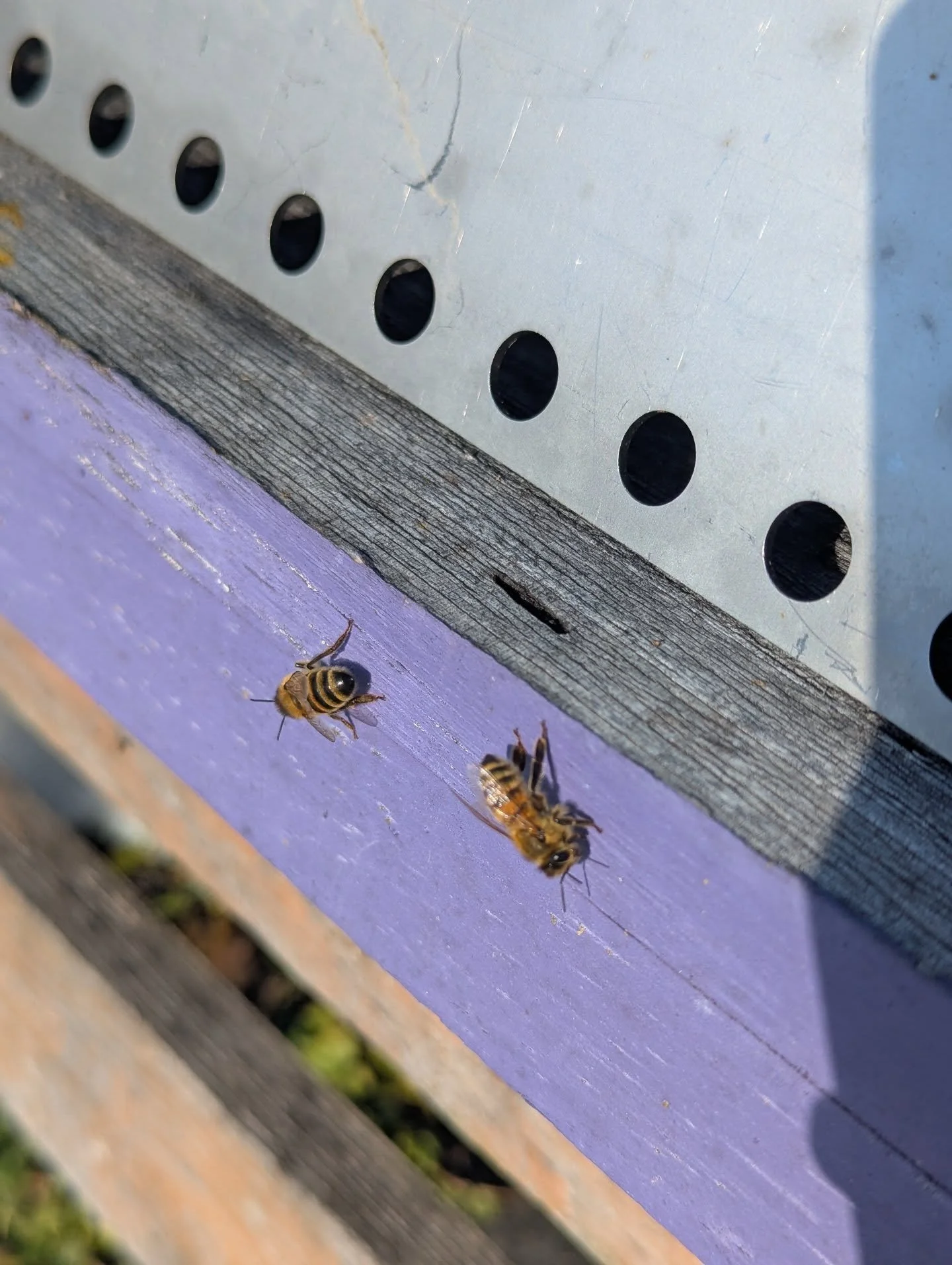 Heat wave. 53 degrees out and time for a bio break 👋🏻🐝