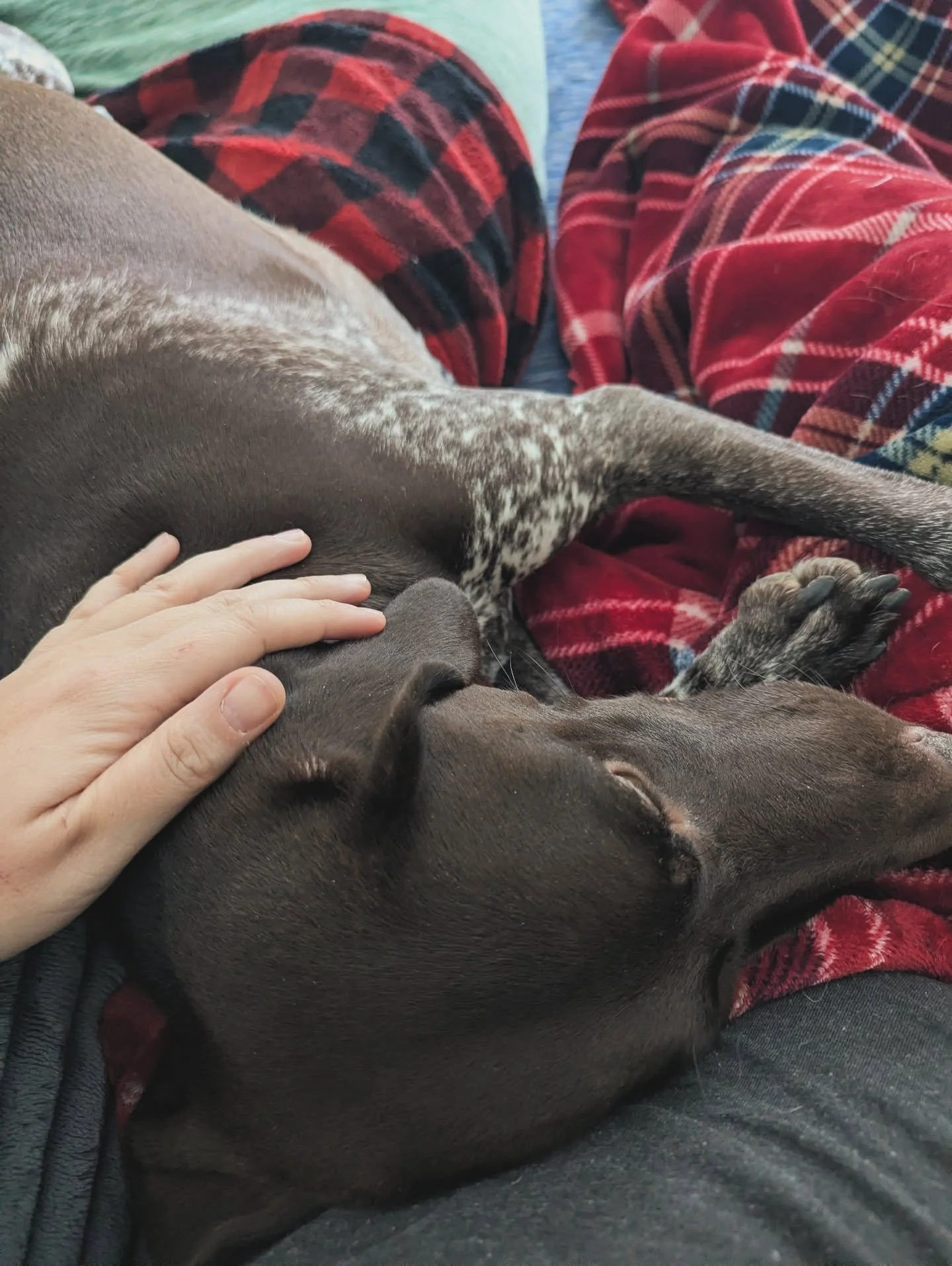 Did anyone else ring in the New Year with the plague? 4 days straight in bed is a new record for me. I rarely get sick and when I do I bounce back in no time. Not this time. Wren has been unbelievable. As a GSP she needs lots of exercise and mental s