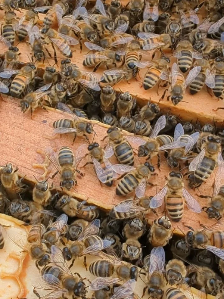 I would much rather be posting from my time at #nahbe which is where I was supposed to be all day today. 

God had other plans- rescuing me, my sister, and my dog as we had a car mishap which ended our road trip to Kentucky yesterday morning. We are 