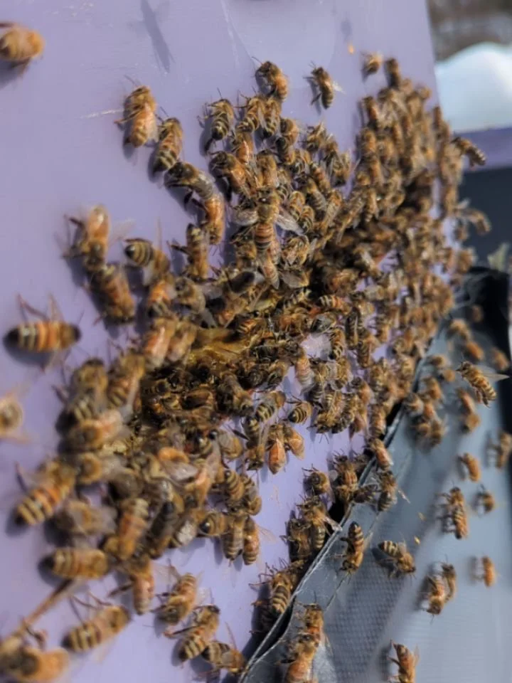 The 💩 attack that awaited me when I opened their mailboxes this afternoon. It was finally warm enough to check and add some feed. You could hear them clawing at the door. Even though their bottom entrances were open, they wanted to launch from the t