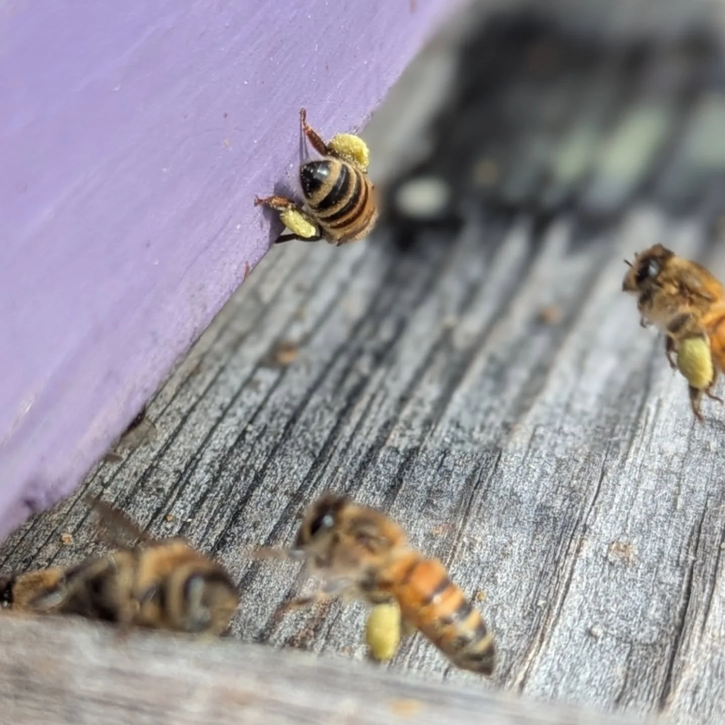 I am squealing!! POLLEN. The bees are busy and it is 62 degrees out. I am so happy!! 🙏🏼💛🐝
