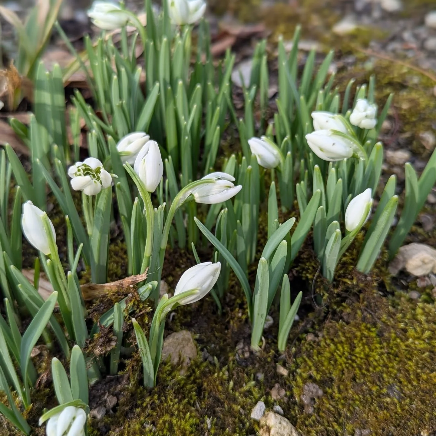 So many snowdrops along the trail this morning! So pretty. I need to grow these!