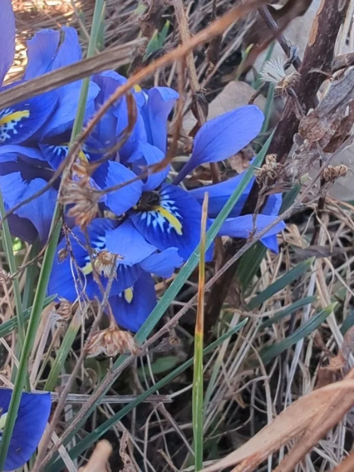 I love this time of year when the bulbs wake up!! 🐝💙🐝