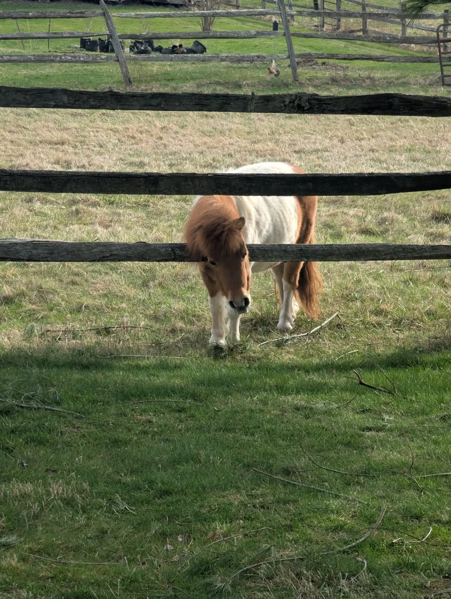 Wren has never been this close to a horse before. Especially a bite size one. Our neighbor's horse Little Bit has been next door for YEARS. The friendliest horse I've ever met! 🐴