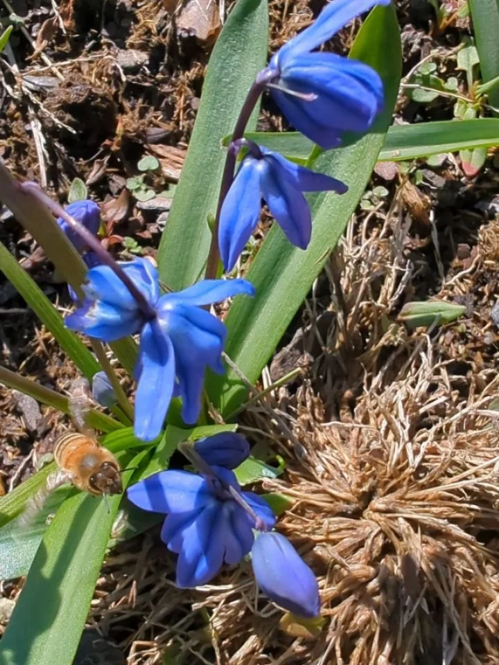 Today is my birthday. Yay!! Although it is cold and was snowy this morning, the bees came out this afternoon and found my Siberian Squill. 🐝💙 I hope to plants a lot more this Fall for next Spring. The blue is absolutely vibrant.
