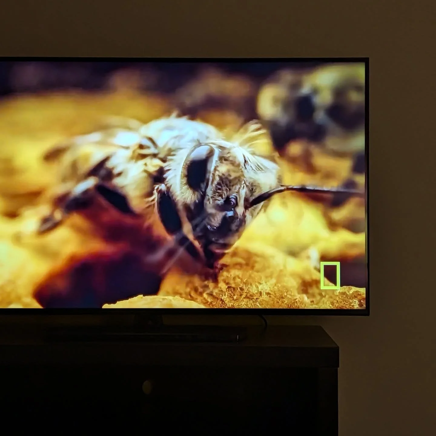 Who else watched the bee program on @natgeo this evening!? 🐝📺 #secretsofthebees