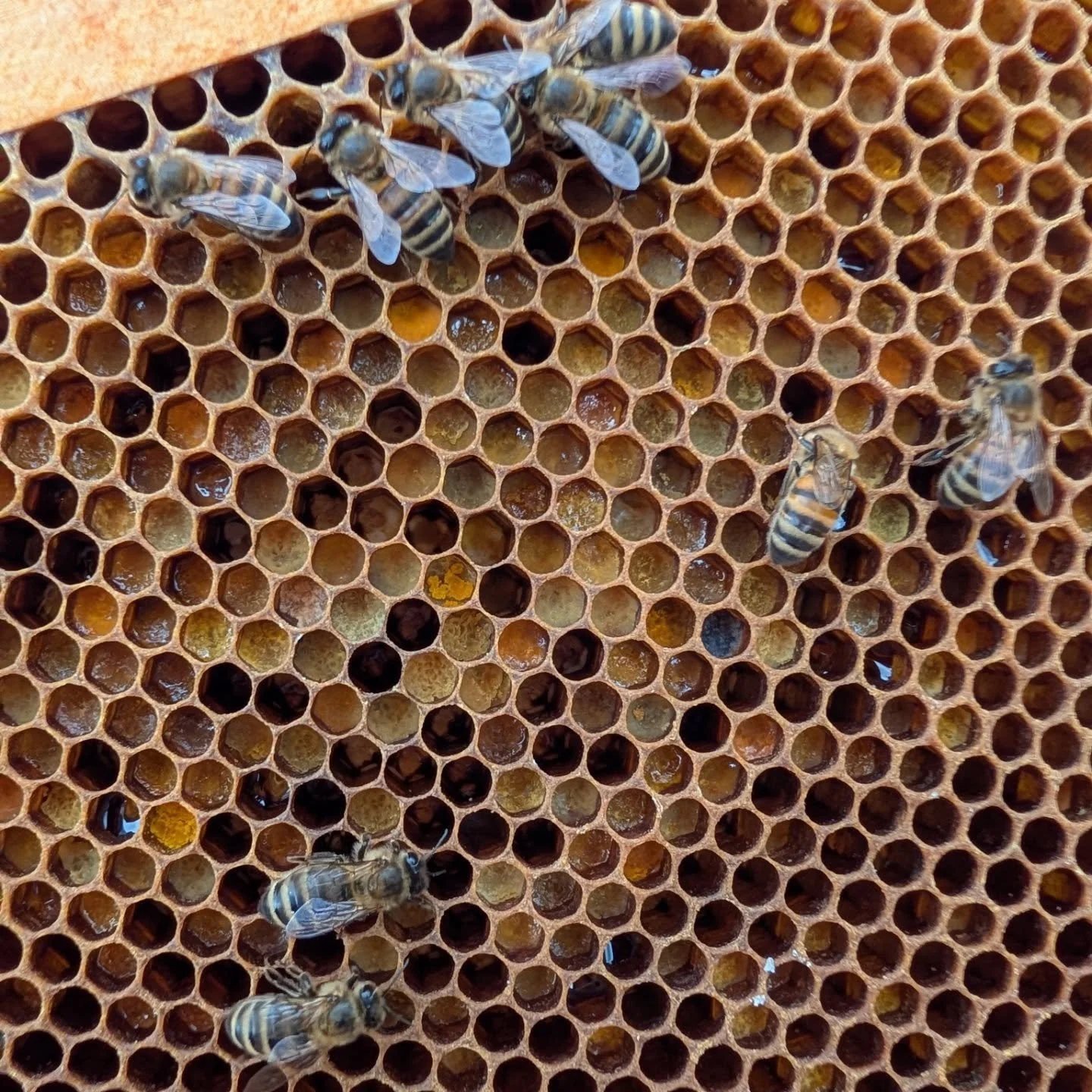 It has been great watching the bees fill up their frames with an array of beautiful pollen colors. Happy Easter everyone!!