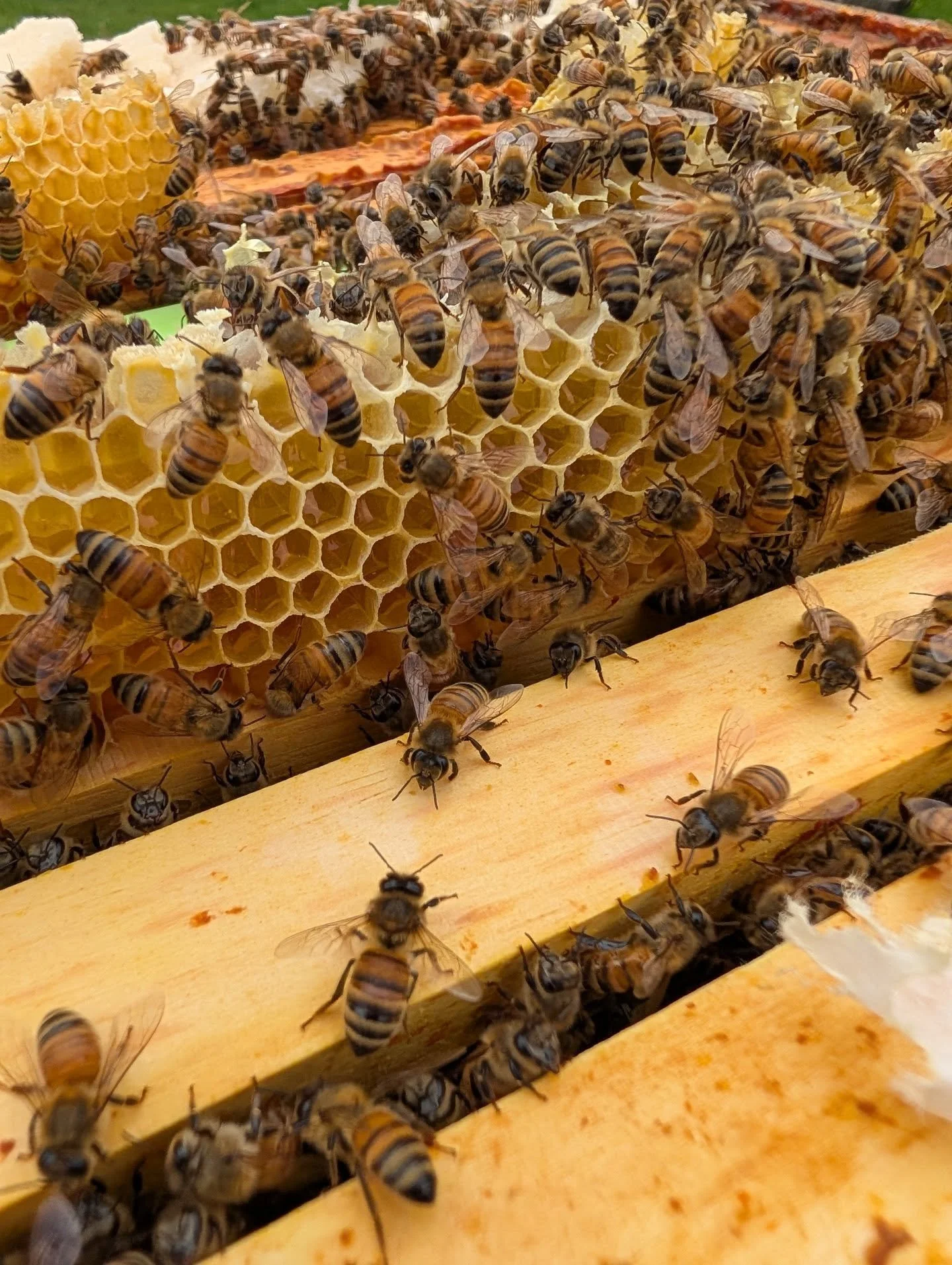 I have one hive that is going crazy building all over the place even though I gave them fresh comb frames. This colony is gonna be a handful this season I can tell 😬🐝❤️