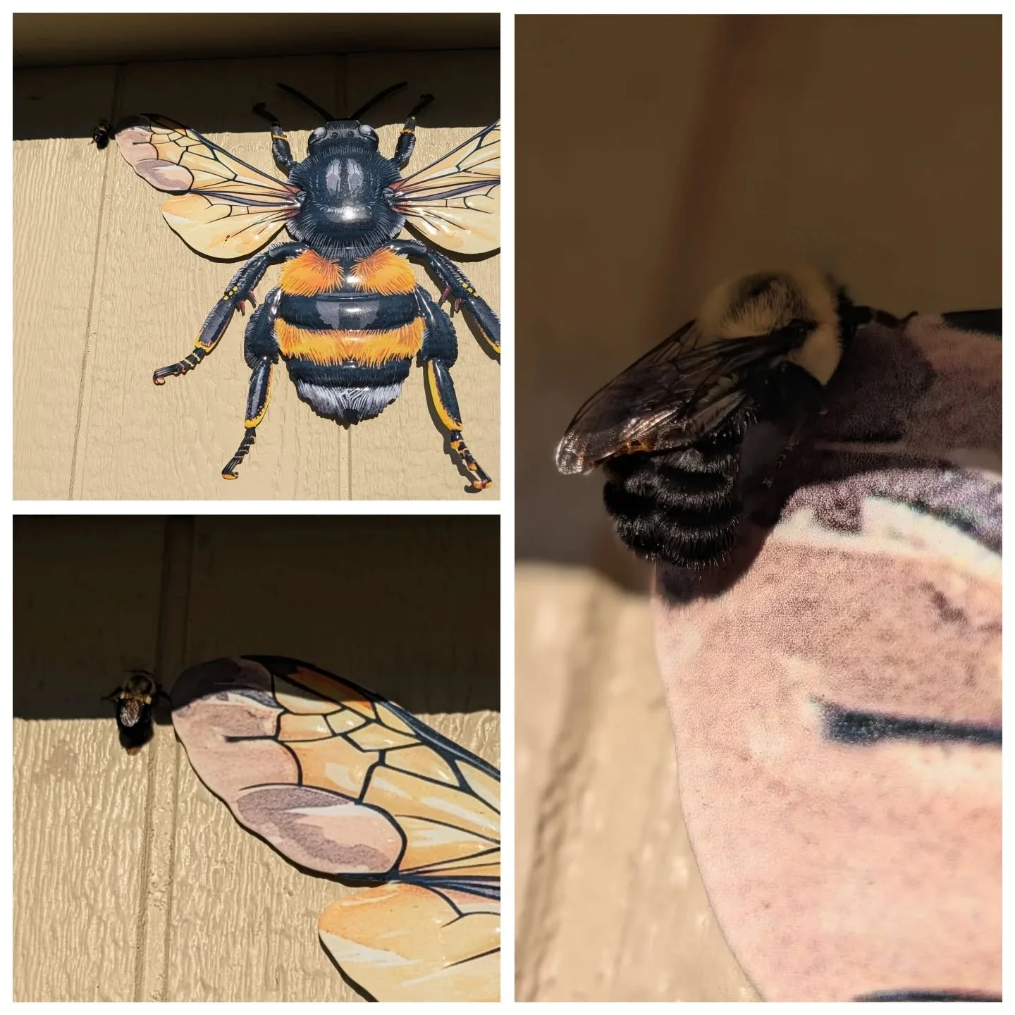 I love bumble bees just as much as honey bees. This massive bee was in the heather and then floated straight over to her giant bumble bee sign on the shed barn. Took everything I had not to pick her up 🥹❤️