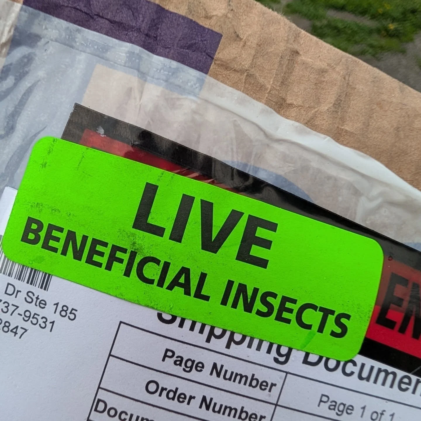 YESSSS. Time for nematodes!!! 
About 6 years ago I treated my apiary with nematodes and it made a WORLD of difference. I had no small hive beetles at all. Wiped them out. Just started seeing some small hive beetles pop up in the hives last Fall. Orde