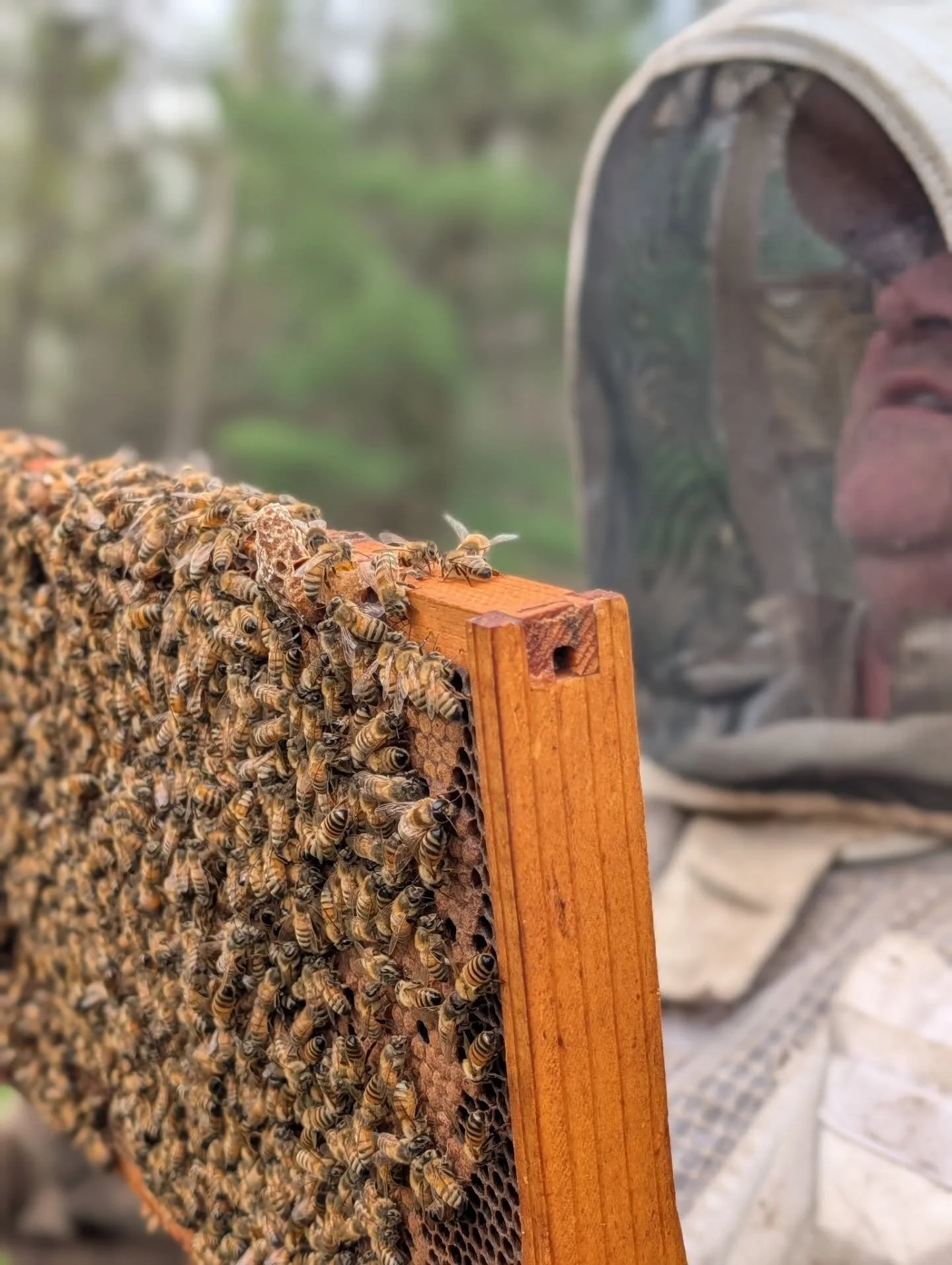 The Geauga County Beekeepers Association had our annual Field Day today at the University School - Hunting Valley Campus. I was the afternoon speaker presenting on my research with drone bees and also on honey/pollen DNA testing. These pics were from