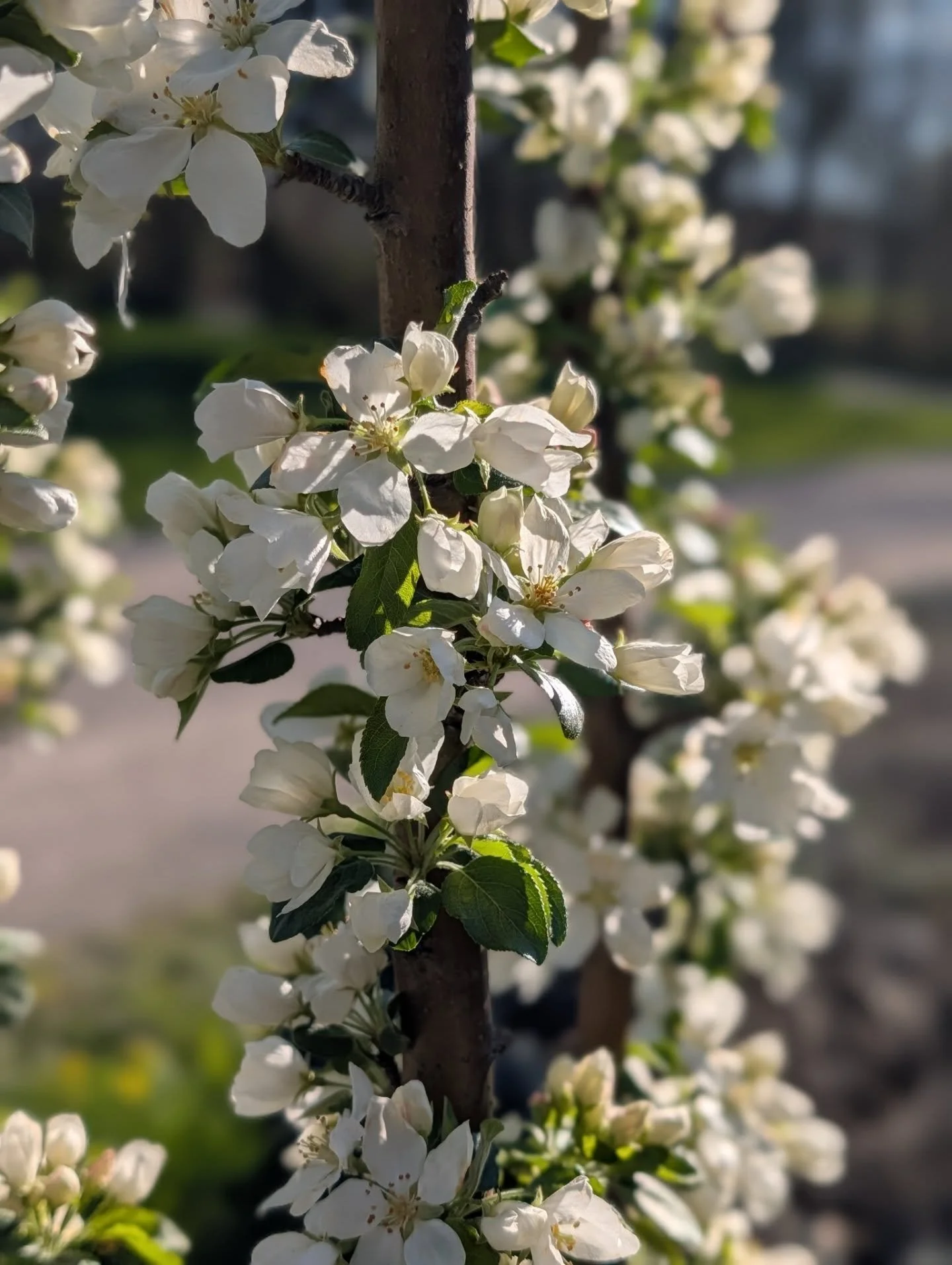 So happy my rescued crab apple trees are surviving this cold weather! These were $$$ plants that I grabbed from a nursery that was going out of business two years ago. Got each tree for $30. Massive disconnect for these beauties and it was crazy brin