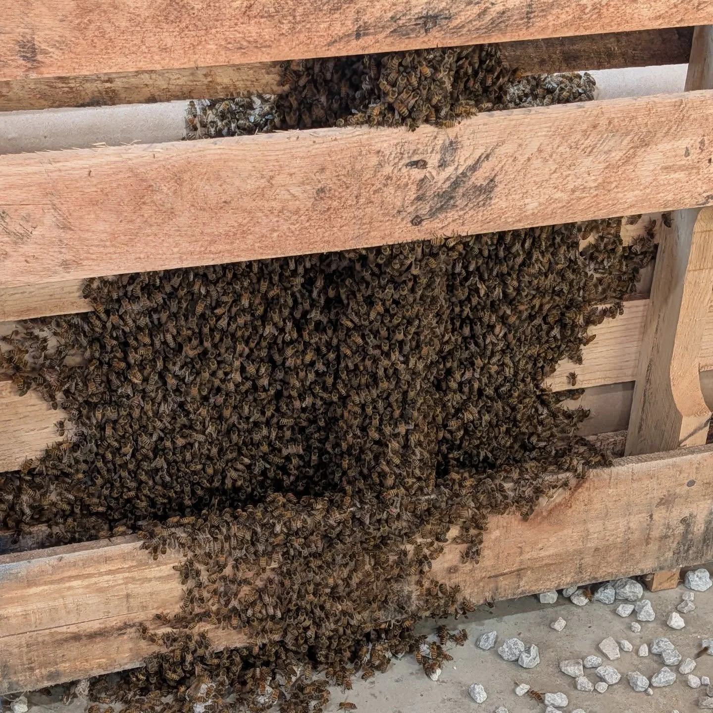 Part one of trying to rescue a massive swarm of bees! A wonderful family in Streetsboro contacted me to help with a swarm in their garage. This is half of it. Stay tuned as we work to get these bees into a proper home. Was working on it this evening 