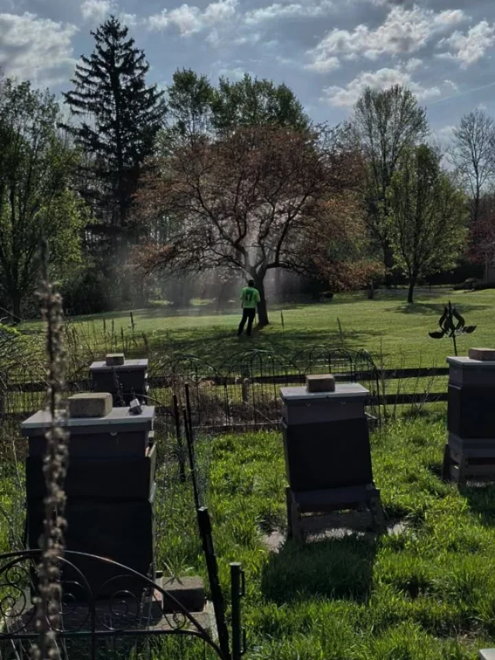 Part three of bees rescue. As I go to help the bees, Independent Tree Company pulls up and goes to my neighbors. The man starts spraying the beautiful crabapple tree. My established hive colonies have been on that tree all week. 

I yell over to him 