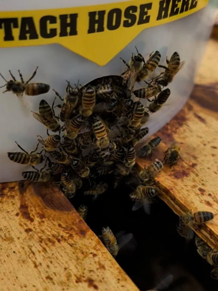 Swarm rescue part 4 finale. Late last night I went over to vacuum up any last remaining bees from the swarm rescue. There were quite a few! I highly recommend investing in a bee vacuum. The bees had to stay in the bucket overnight since it was so lat