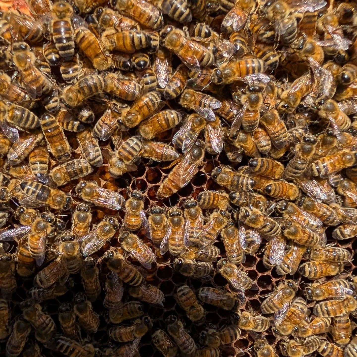 Gah!!!! MEGAQUEEN. I checked the swarm hive today because I needed to add frames to their boxes. When I dumped them in, I had to remove frames until they got settled because the swarm was so massive. I saw eggs and just knew. Then I saw her. She's th