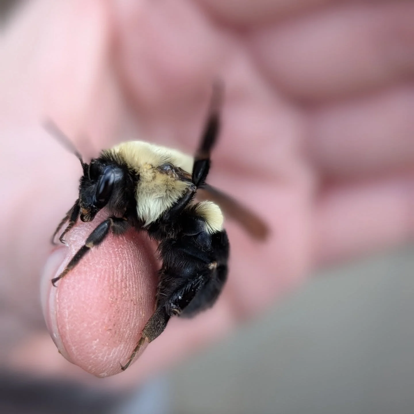 Constantly finding bumble bees around my barn shed. I wonder if we have an underground nest again! 🙏🏼🐝❤️