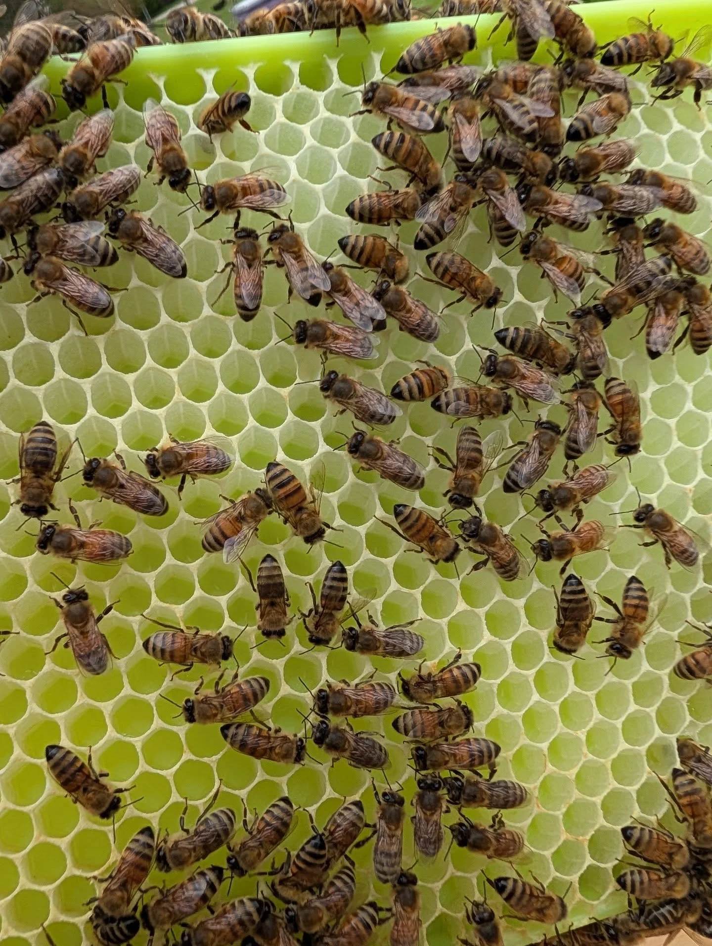 Gave my swarm hive a drone frame to build me and they understood the assignment 🐝🫪 I need drones for my experiments for my @psuextension DUDE class I've been taking! Get it ladies!!! 🐝🐝🐝🐝🐝🐝