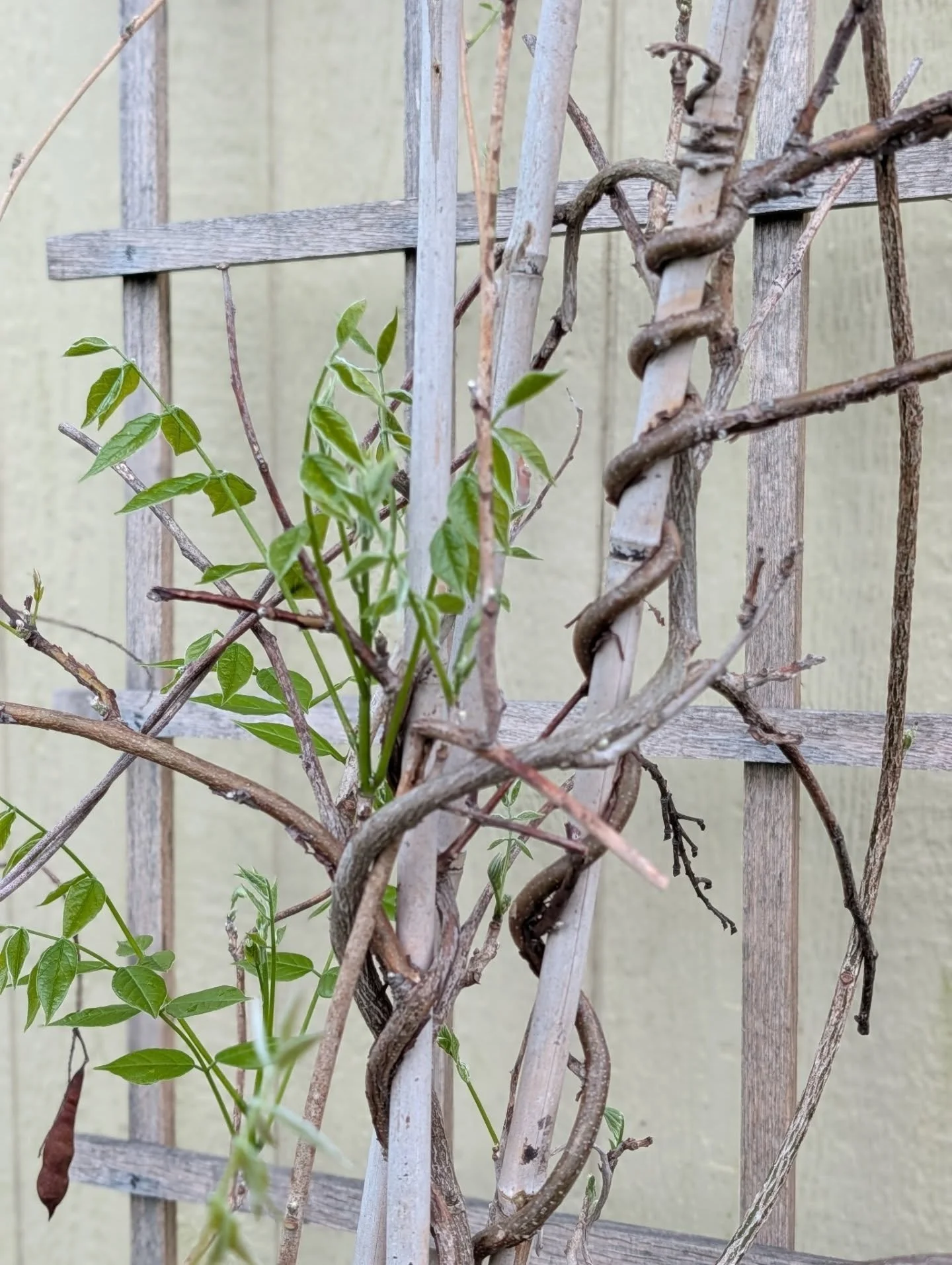 My wisteria plants are so behind this year! I can't wait for blooms!