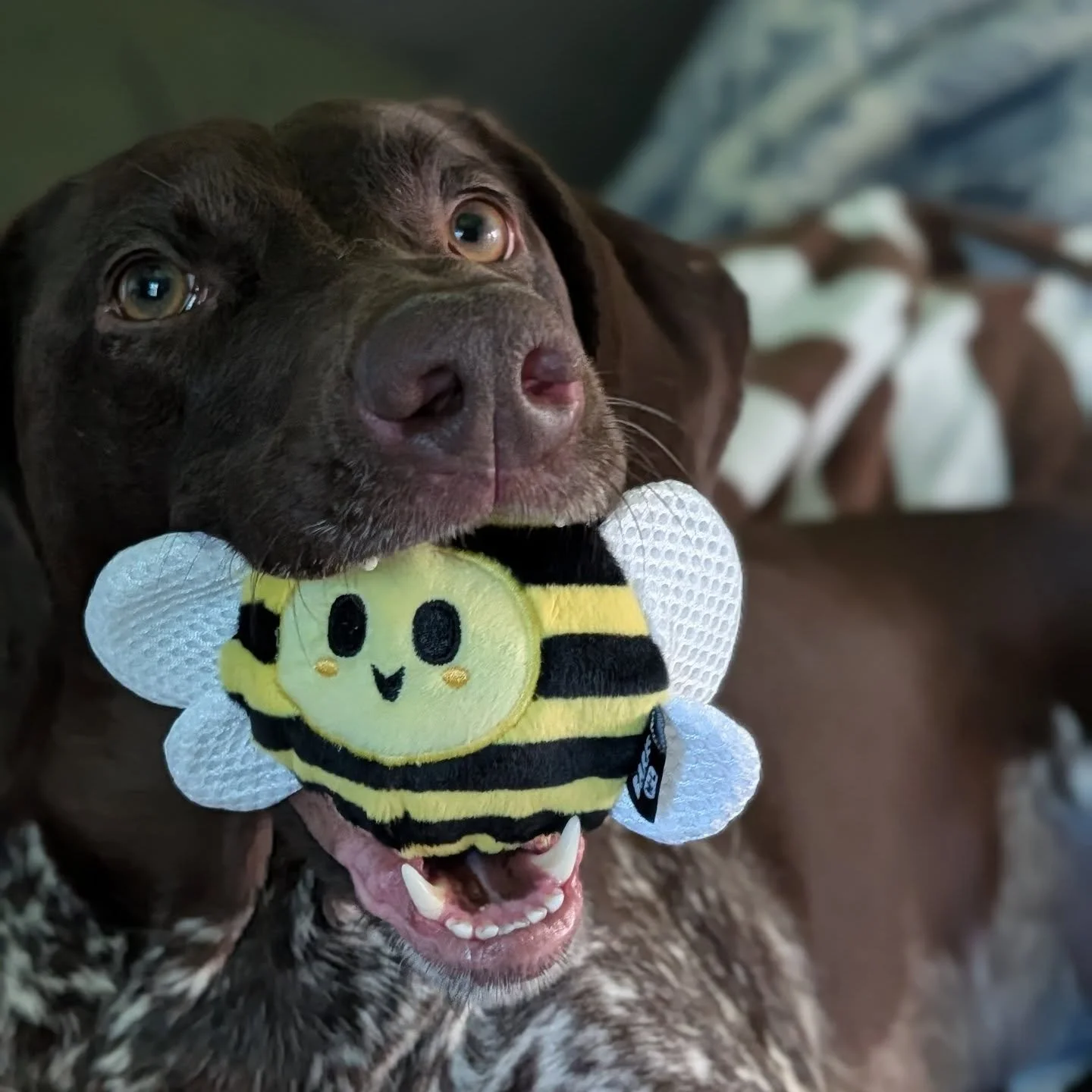 Beekeeper moms get bee toys for pups 😅🐝🐾❤️