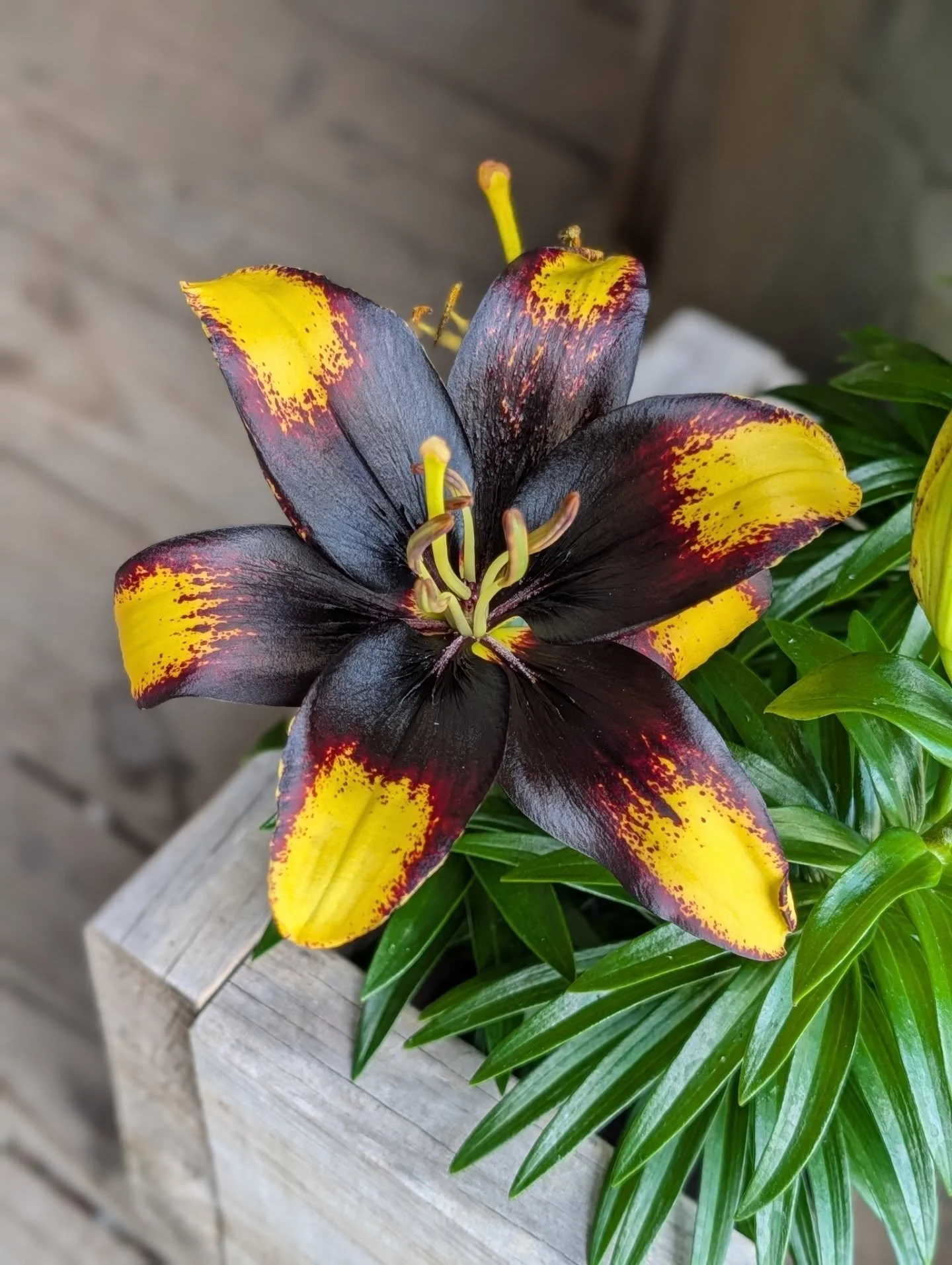 Found the perfect lillies for my bee pots! Can't wait to plant these later today. @countrycolorsgreenhouse has the best plants!!!