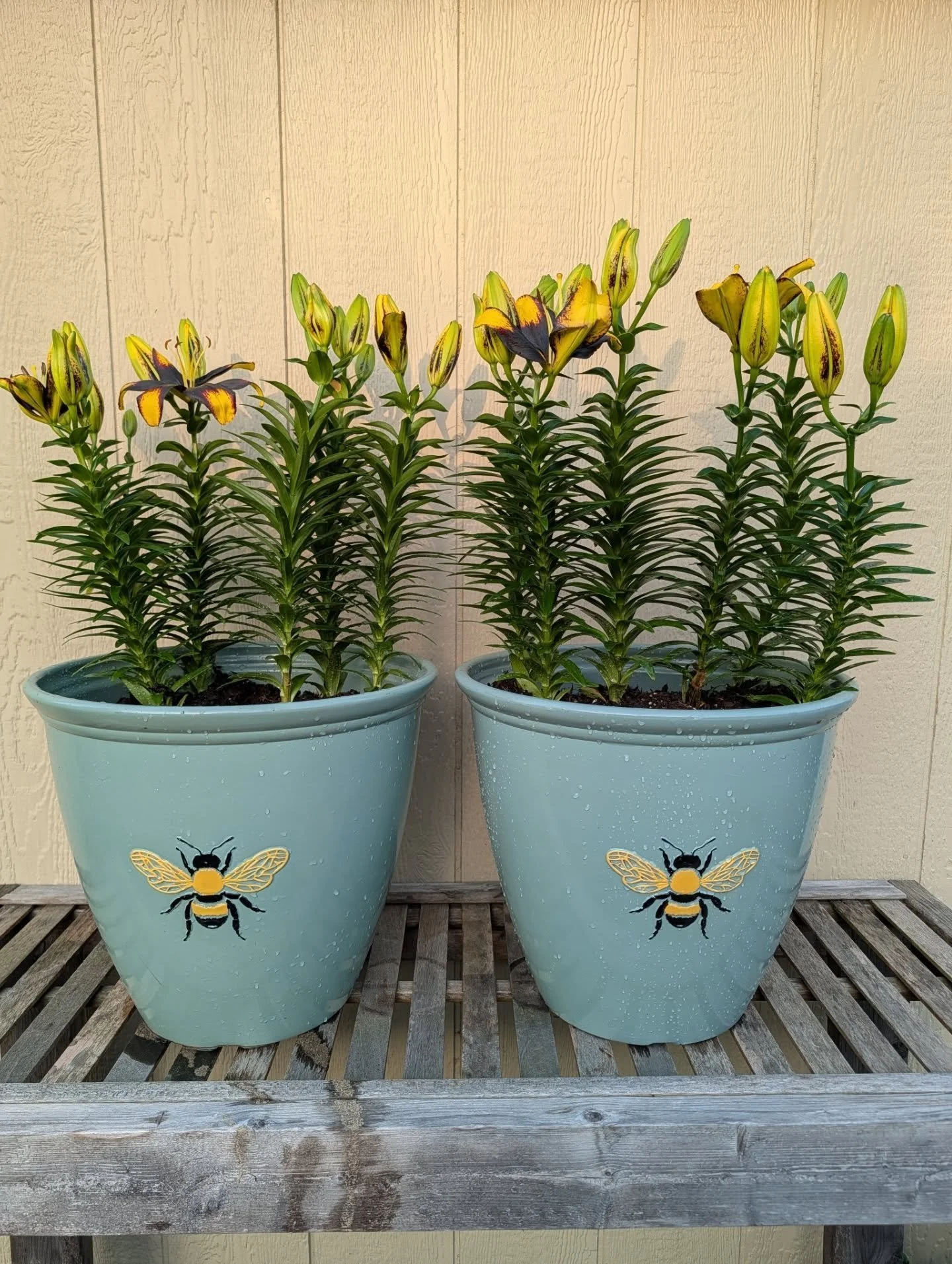 Tell me these lillies were not made for these bee pots! Thank you @countrycolorsgreenhouse for all my bee obsession needs 🐝🐝🐝