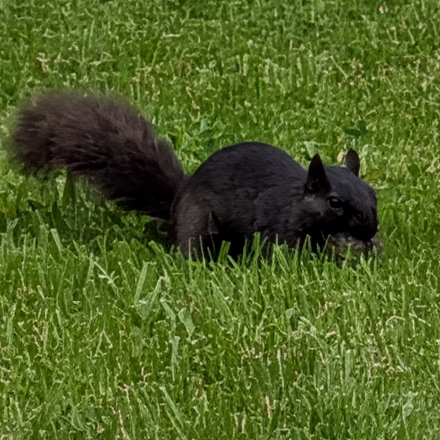 @kentstate black squirrel sighting in my yard in Aurora. #iykyk 🖤