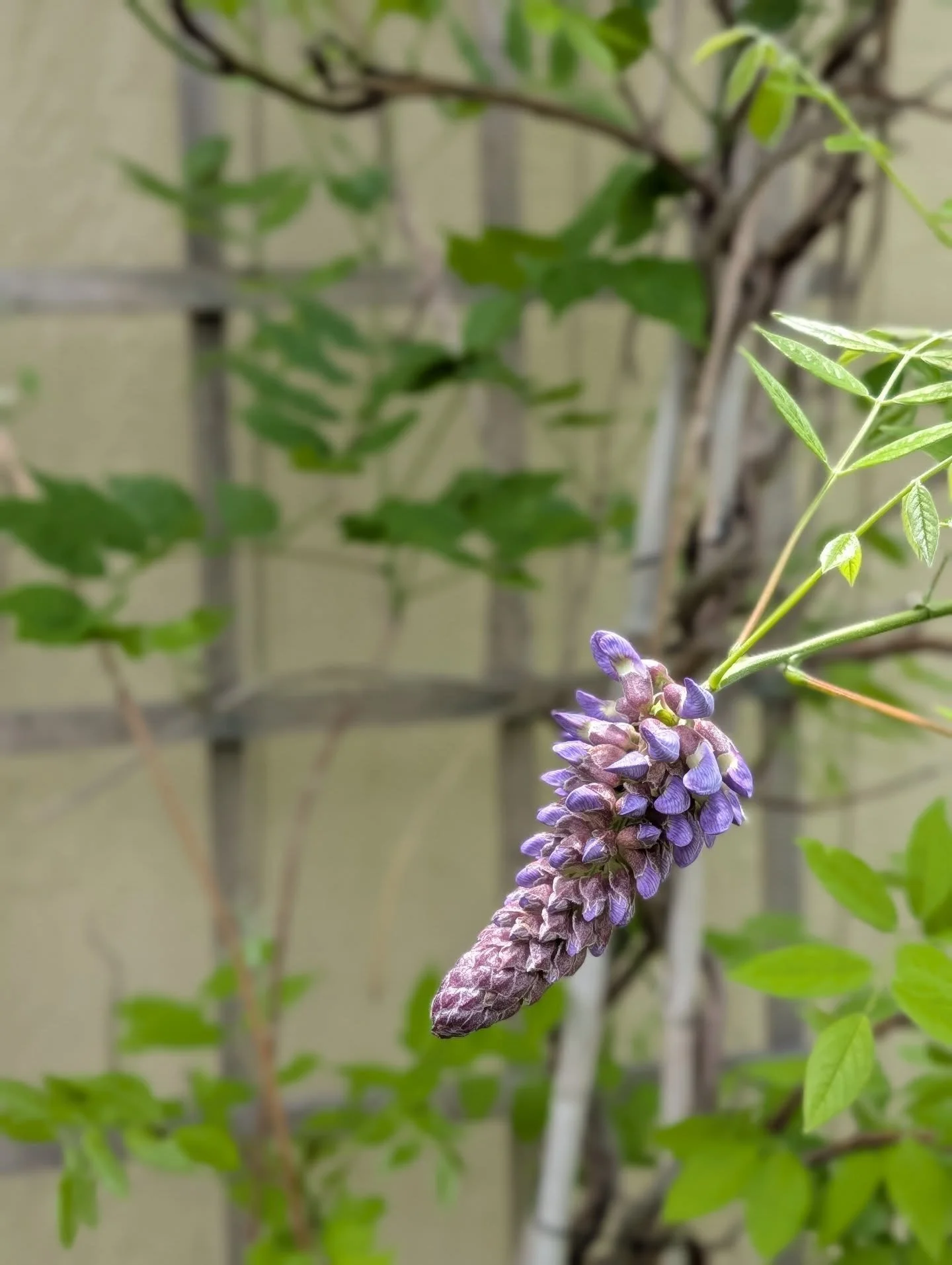 Wisteria time! Finally!!! 💜