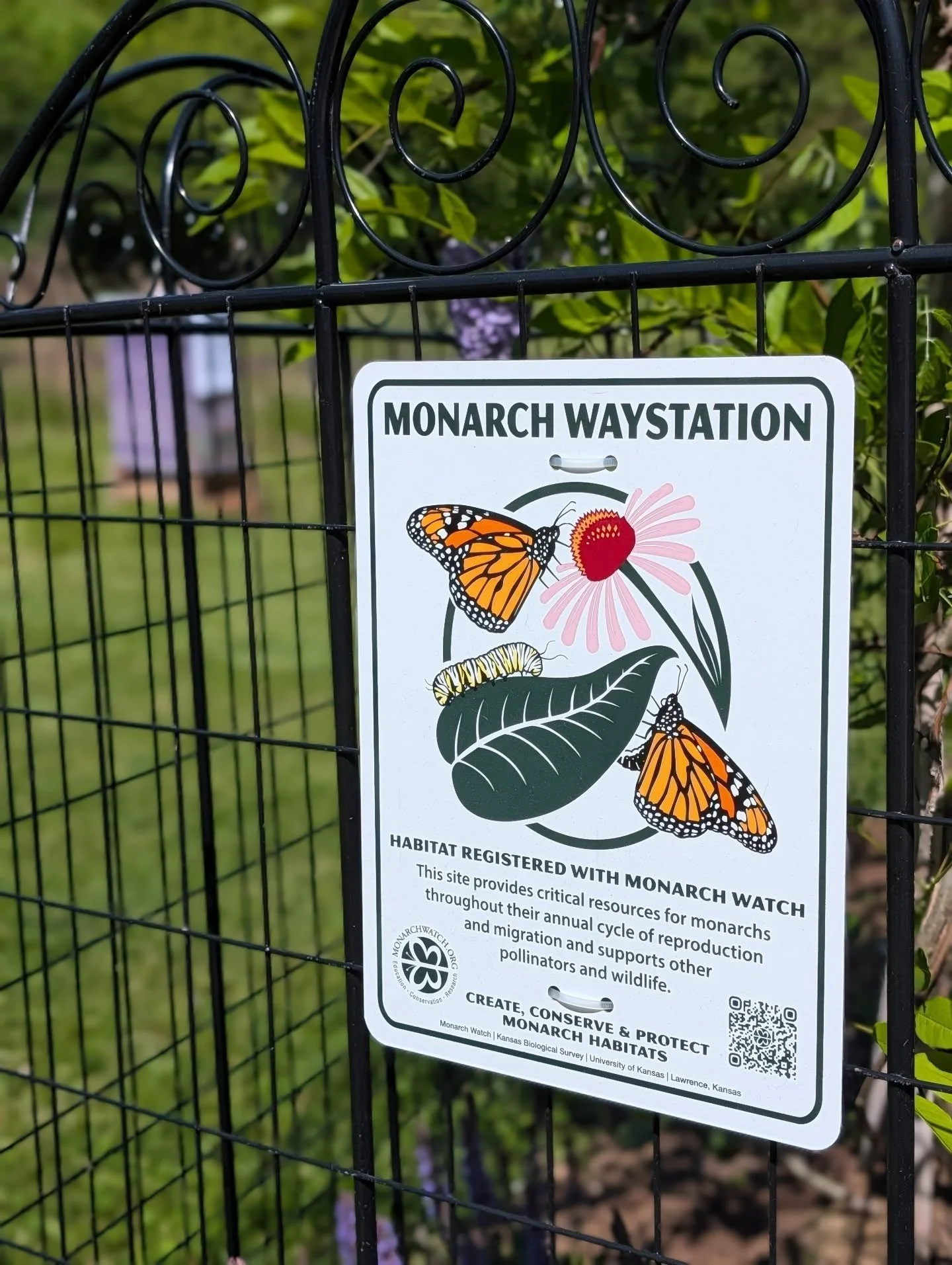 Last year, after tagging and releasing 4 monarch butterflies, I committed to planting a bunch more swamp milkweed plants on my property. I qualified to be a monarch waystation and was able to name my location. I registered as the Monarch Milkyway in 
